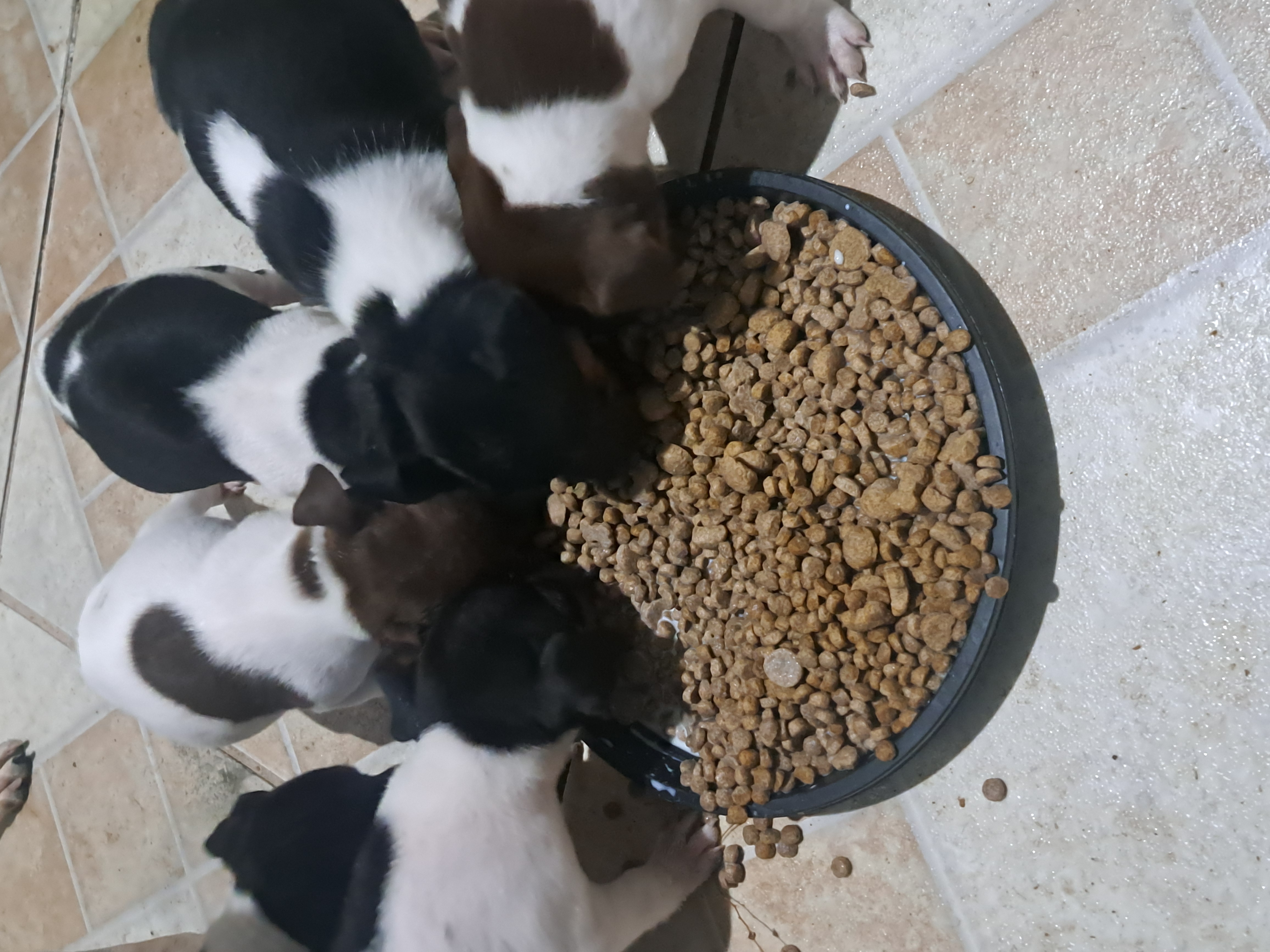 Portal Vendocão Fox paulistinha  Pelotas 