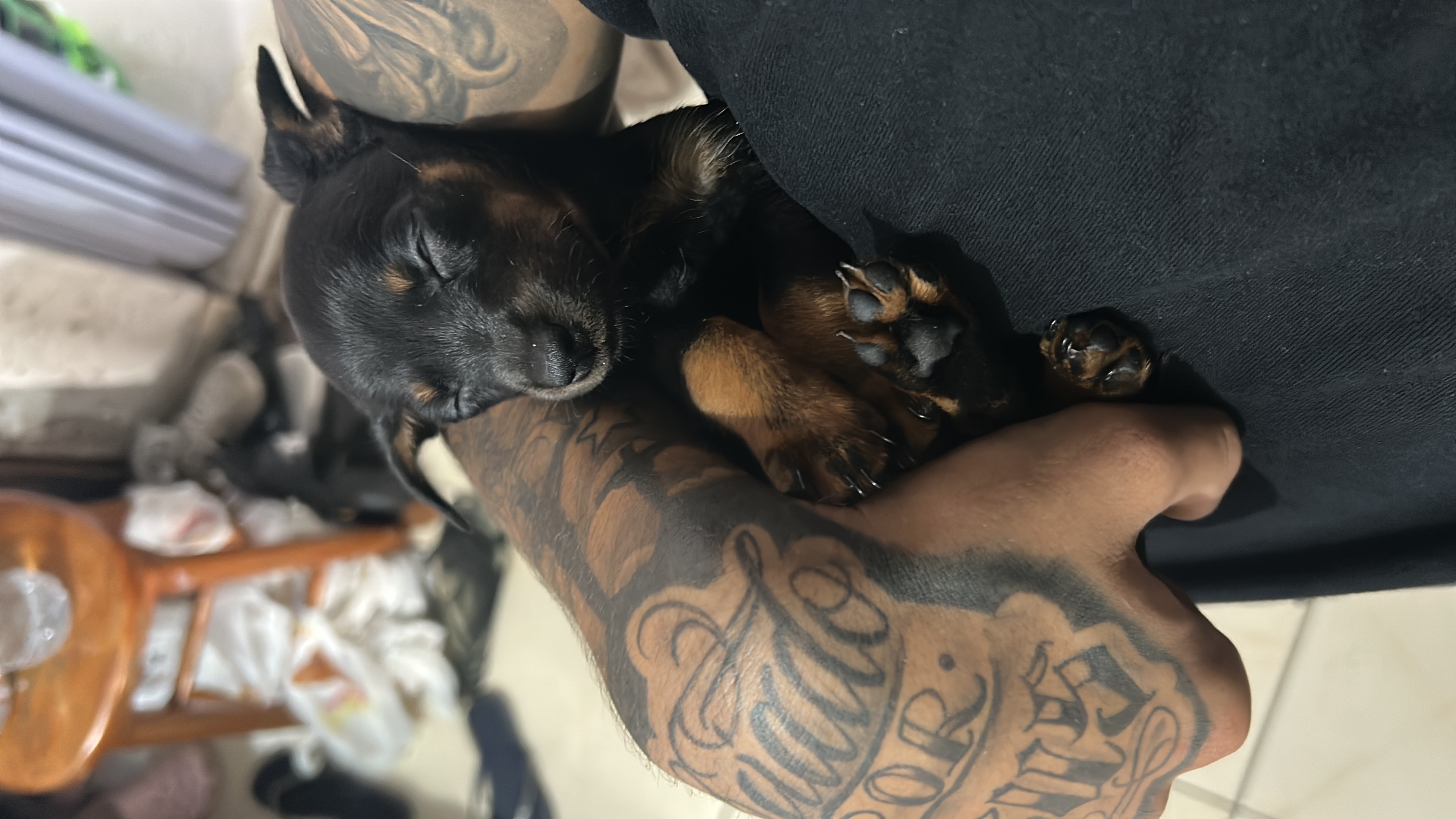 pinscher com dachshud  - Foto 1
