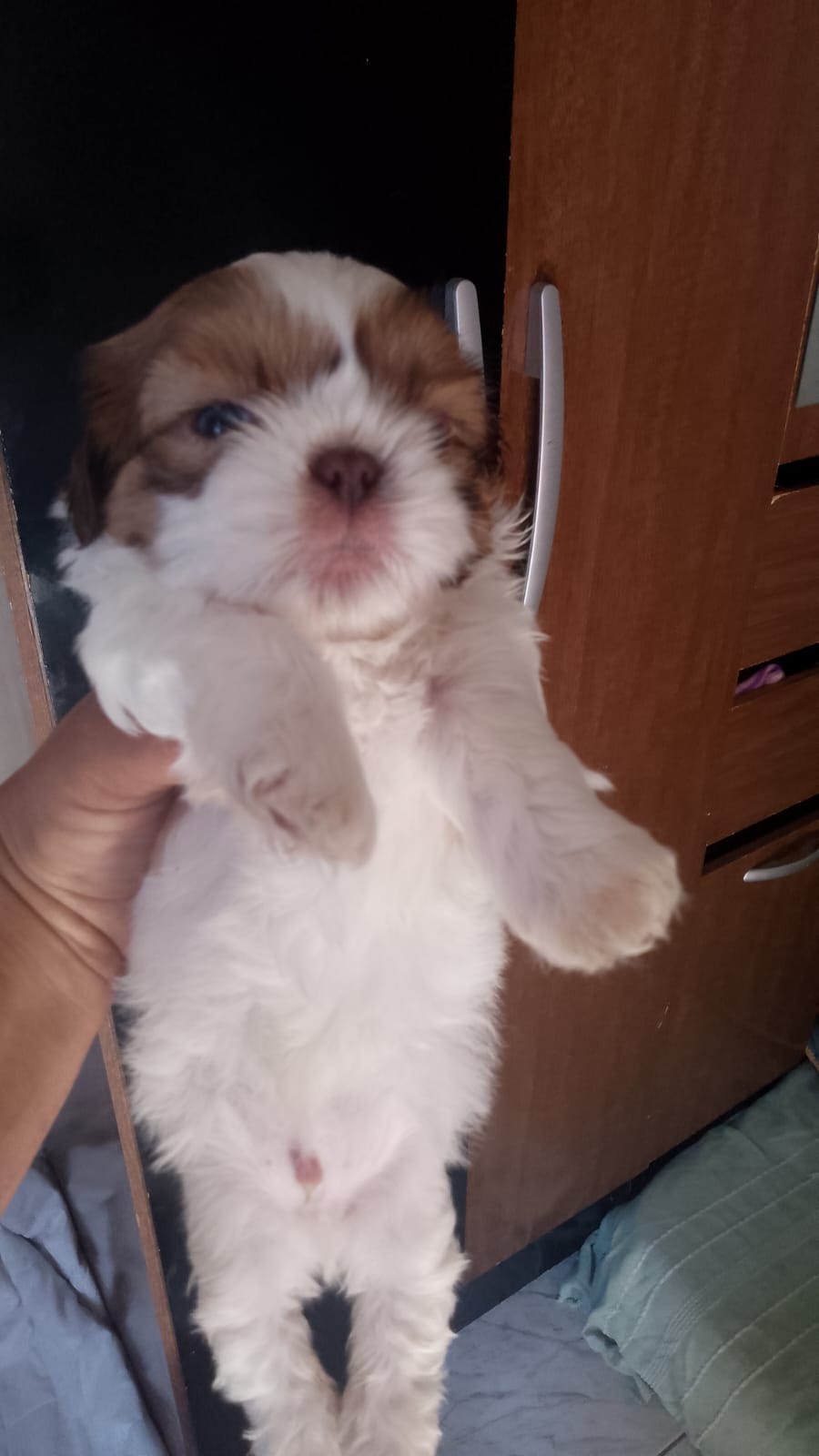 Portal Vendocão Vendo Filhotes de Shitzu machos  Brasília