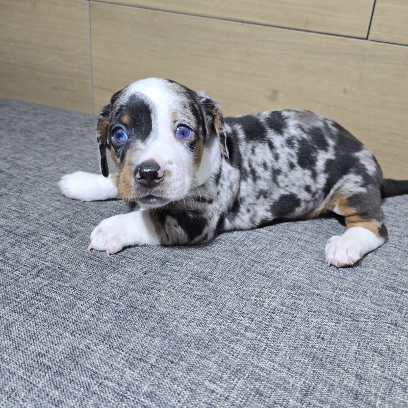 Lindos Filhotes Basset Dachshund Alerquim - Foto 4