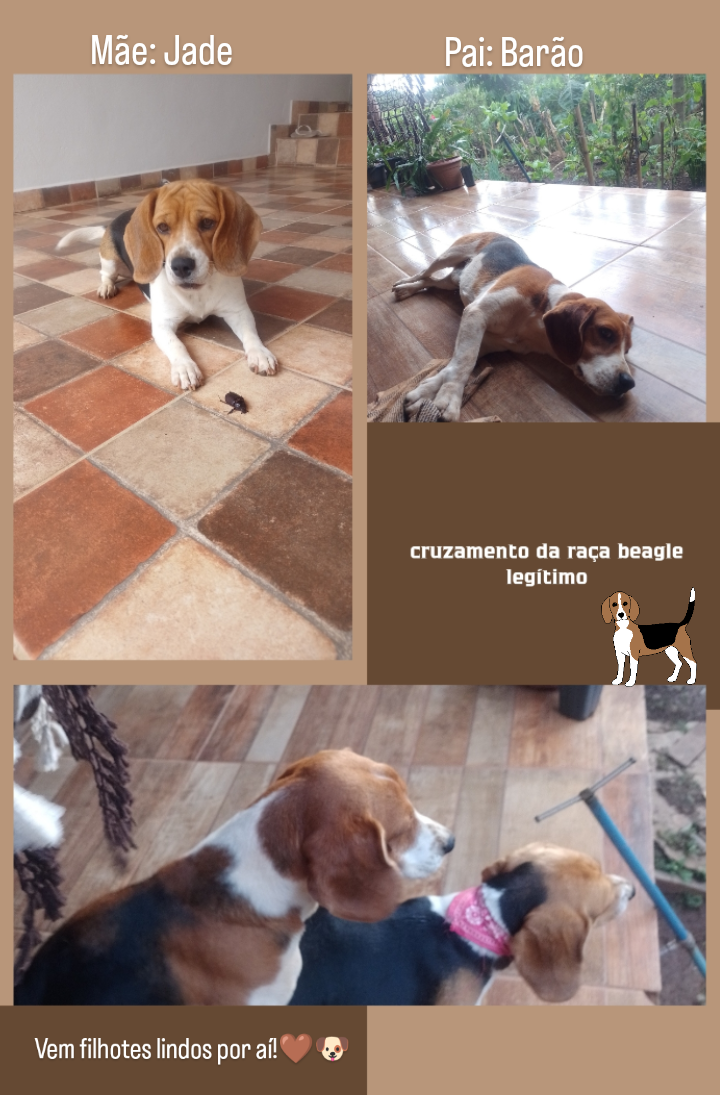 filhotes de Beagle Ouro Branco