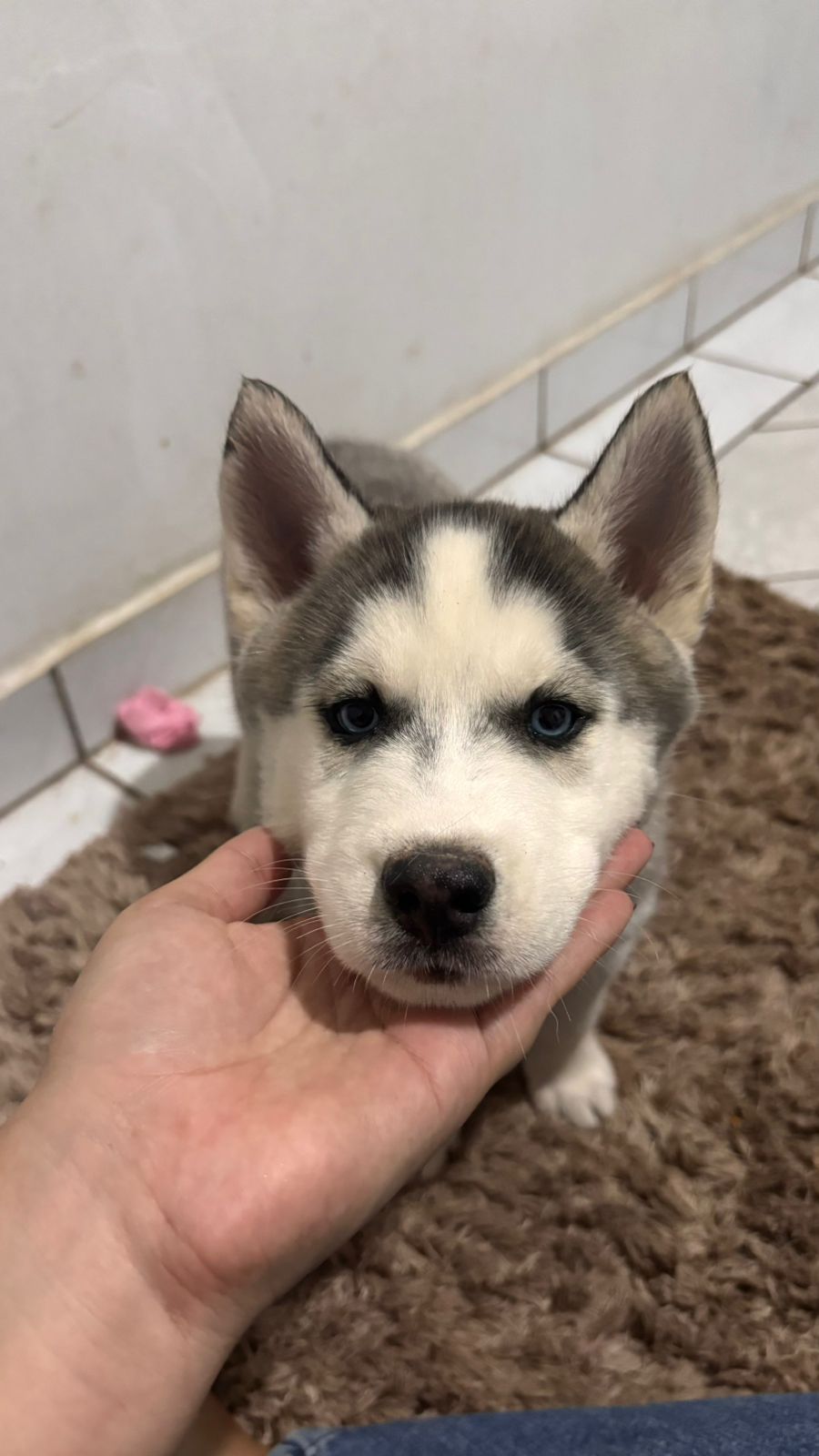 Portal Vendocão Filhote de husky siberiano Presidente Prudente 