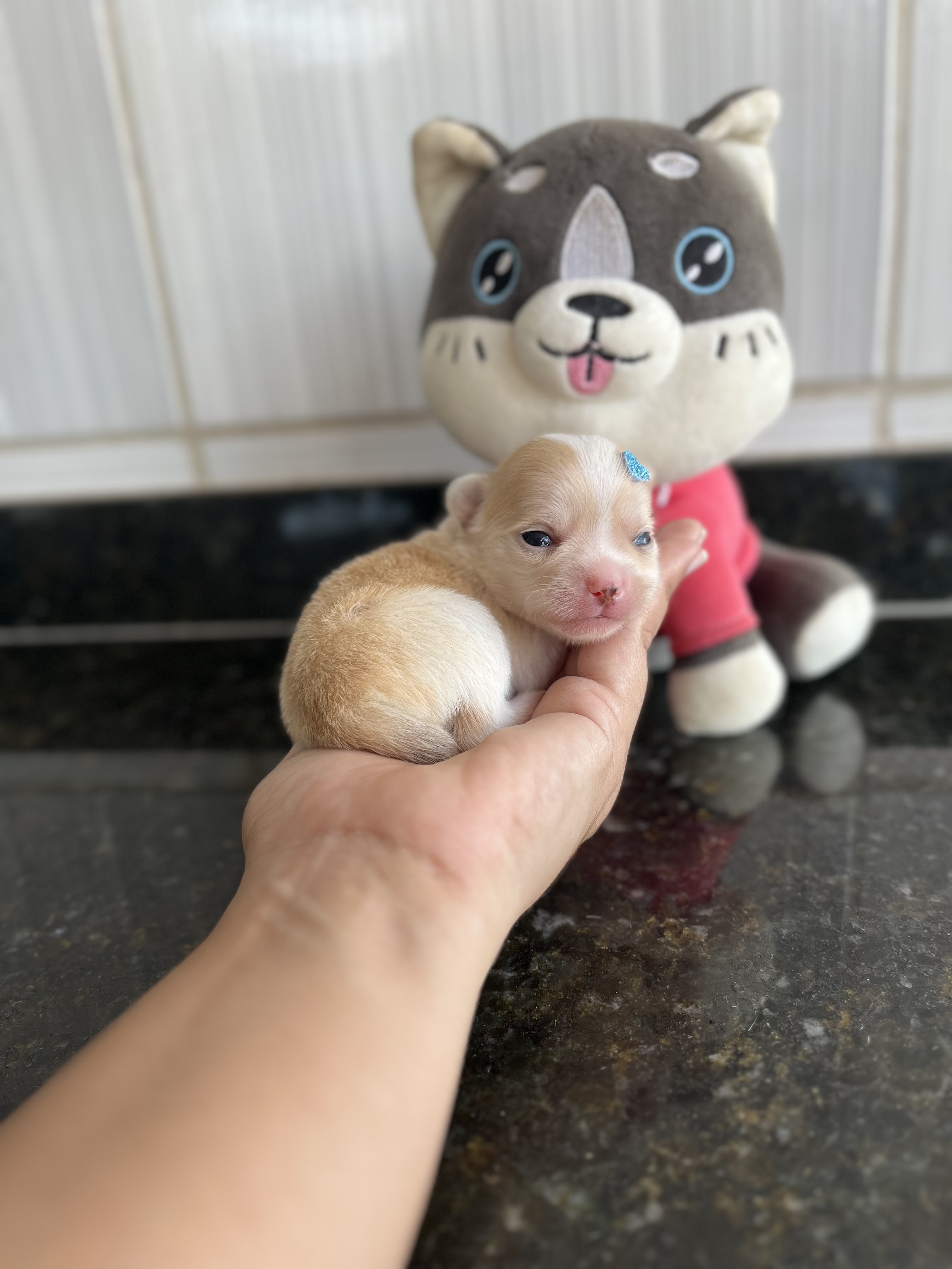 Portal Vendocão Lindo machinho  Três Marias