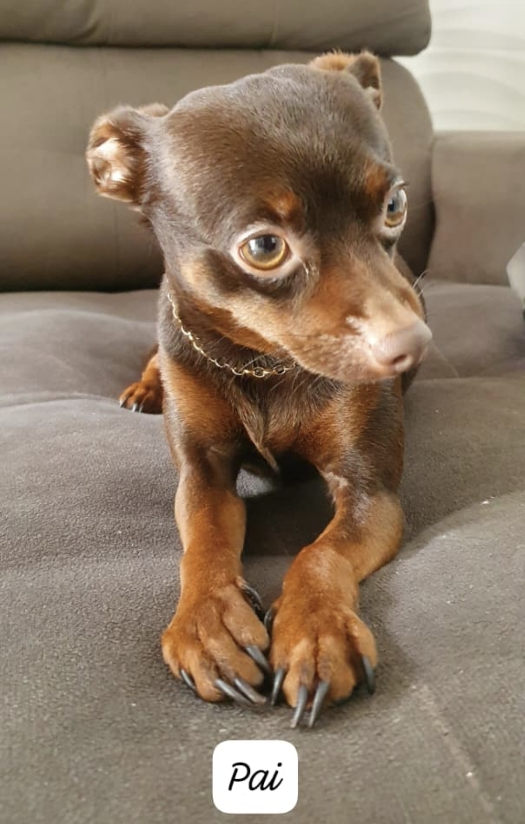 Filhote de Pinscher machos com 3 meses  - Foto 2