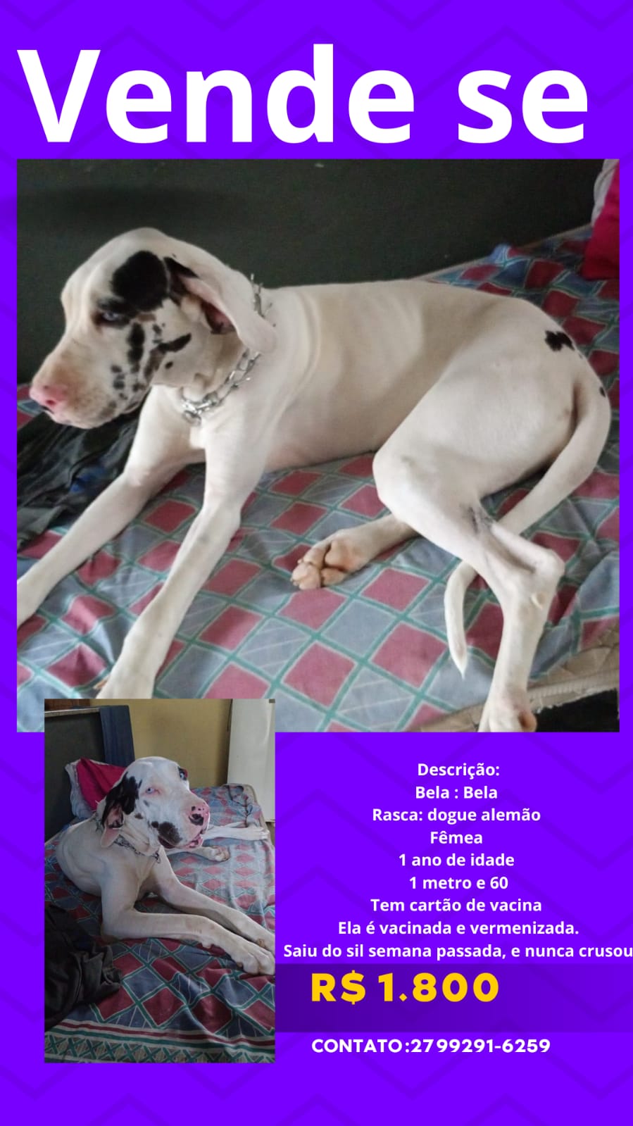 Portal Vendocão DOG ALEMÃO  Cariacica