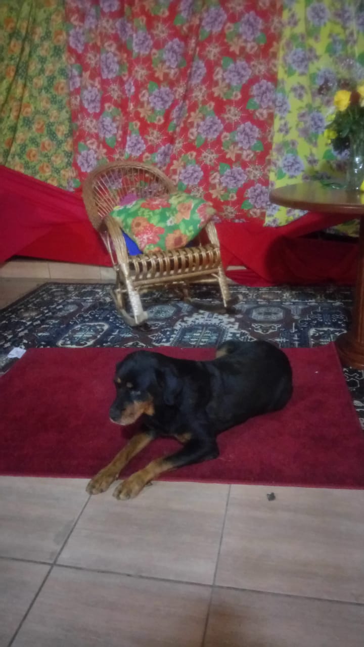 Rotwailler adulta 2 anos - Foto 2