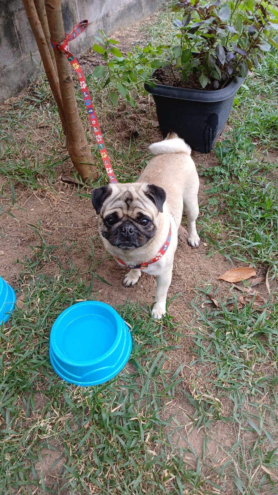 Portal Vendocão Vendo cachorro pug com vacinação em dia... Aracruz