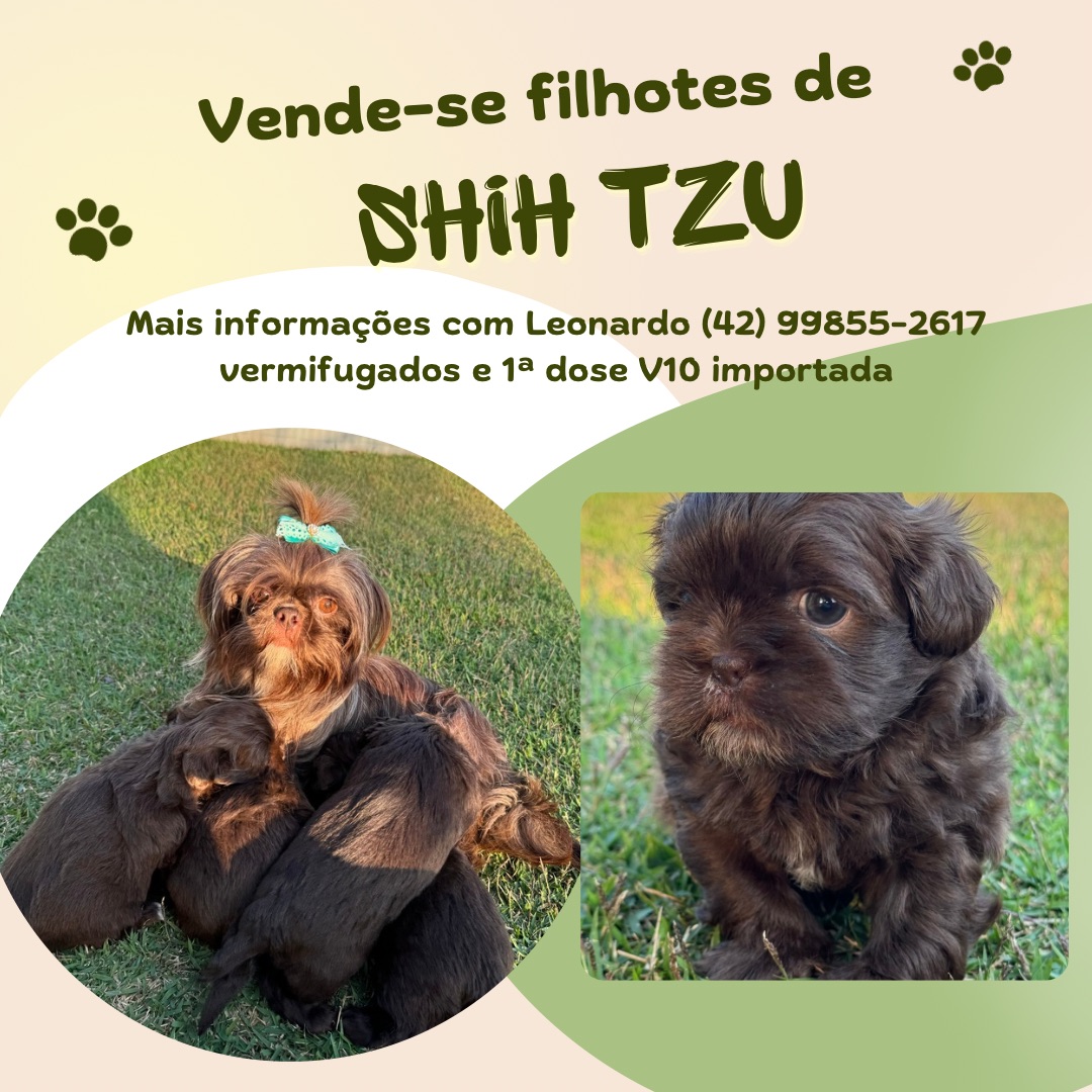 Portal Vendocão Shih tzu chocolate Curitiba