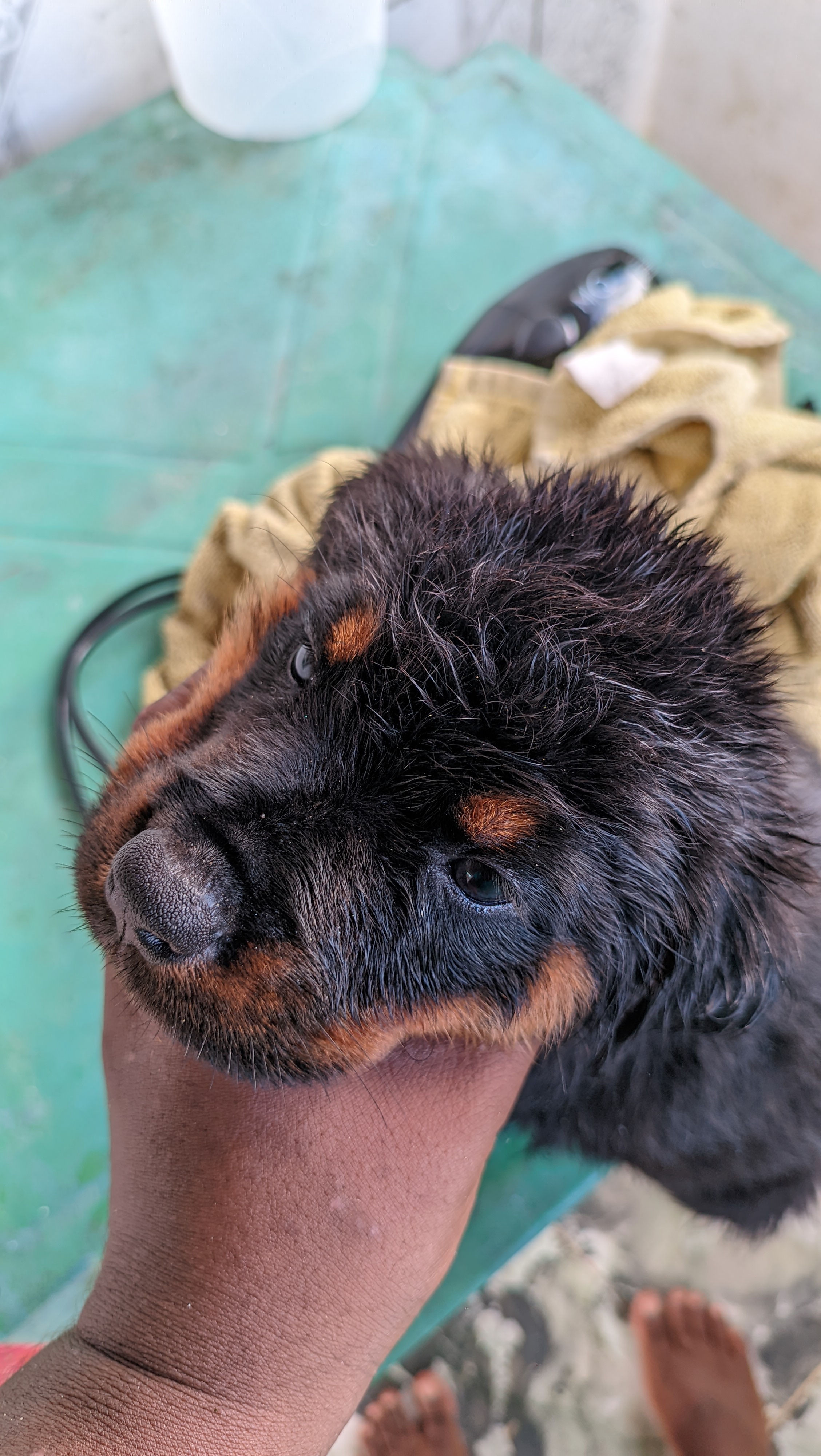 Portal Vendocão Filhotes Rottweiler  Recife 