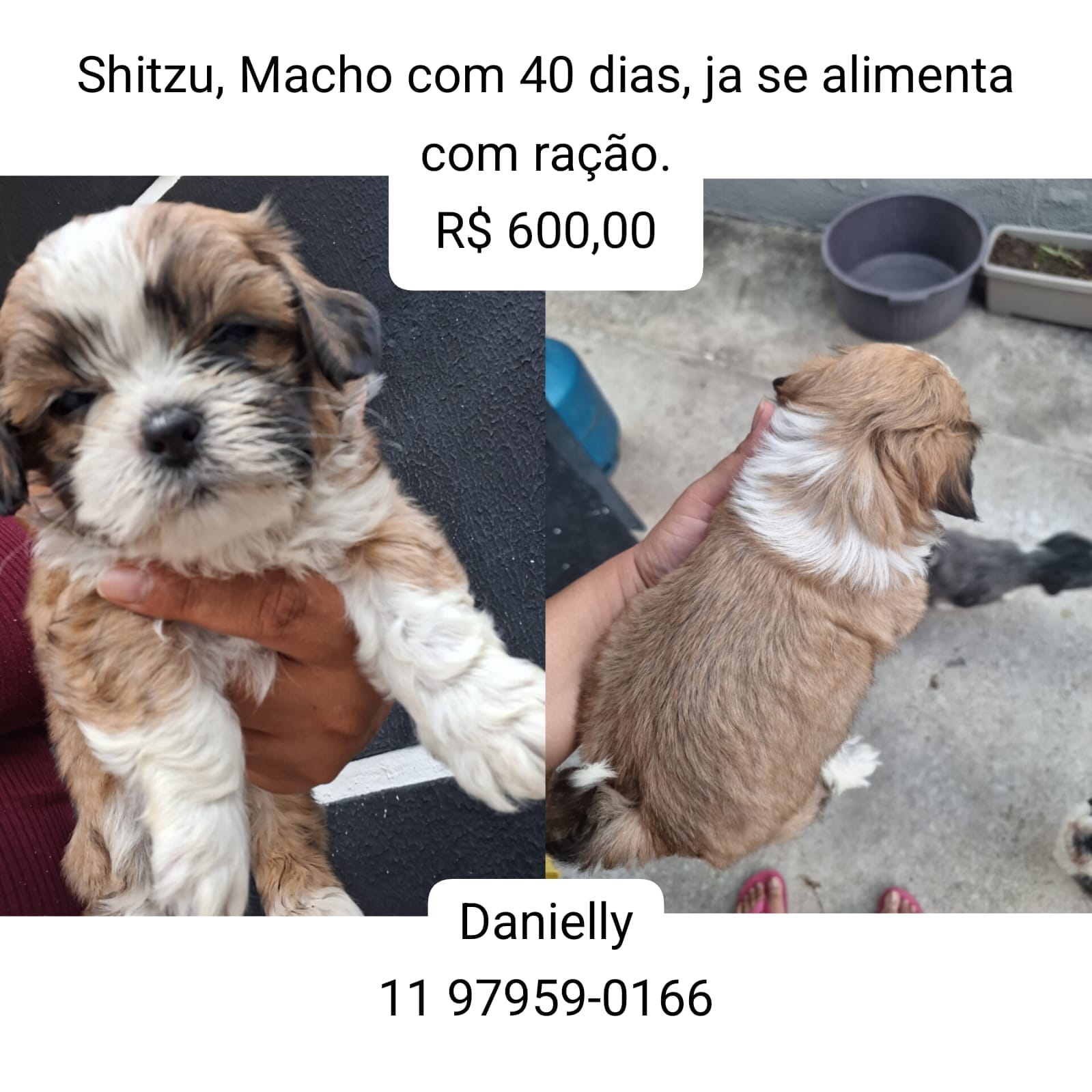 Portal Vendocão Filhotes de shitzu  São José dos Campos 