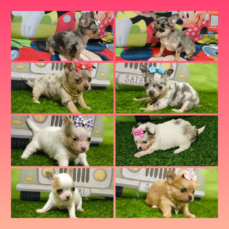 Chihuahua Pelo Longo e Pelo Curto. - Foto 1