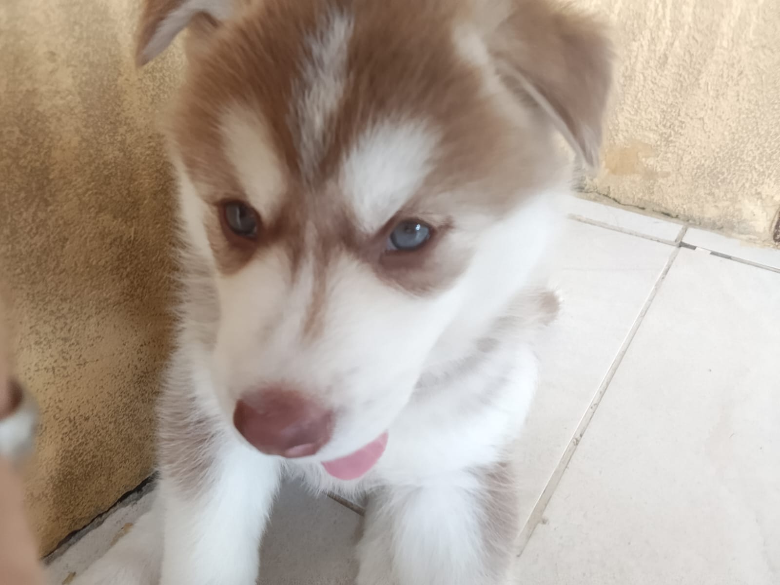 Portal Vendocão Veda de filhotes de Husky Siberiano  Camaçari 