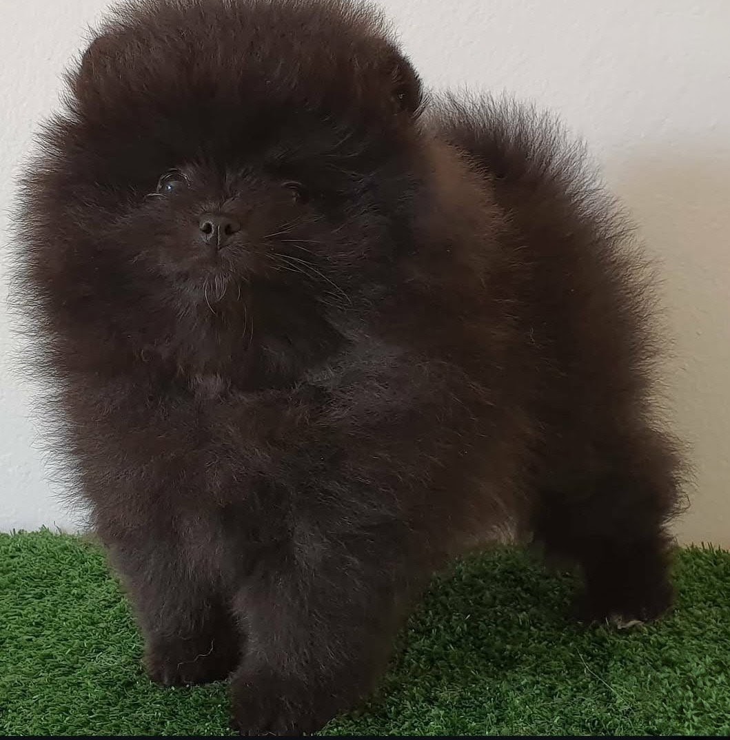 Spitz alemão  - Foto 1
