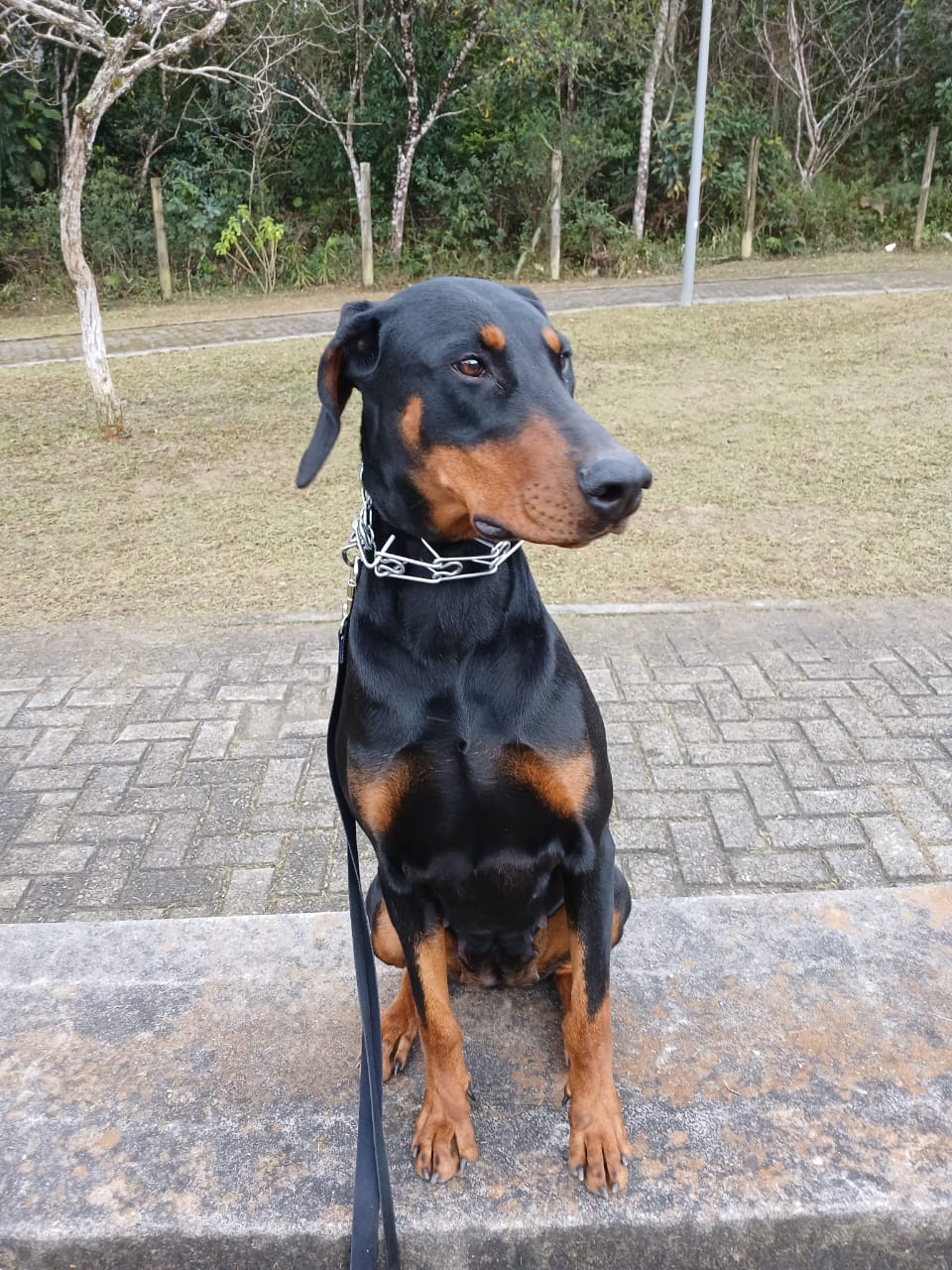 Portal Vendocão Cão de Guarda Doberman fêmea  São José