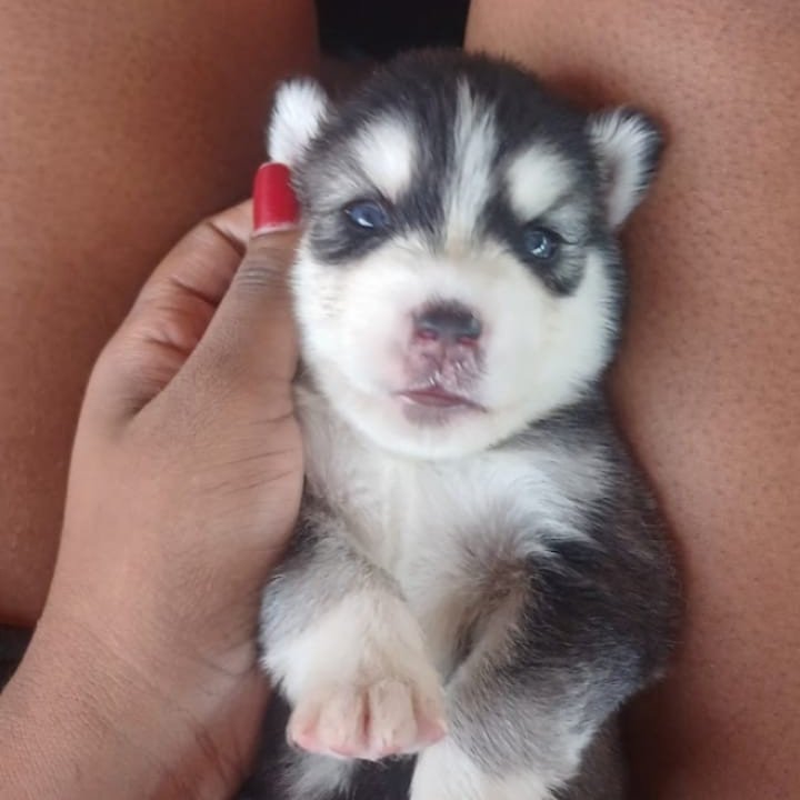 Filhote de Husky siberiano - Foto 3