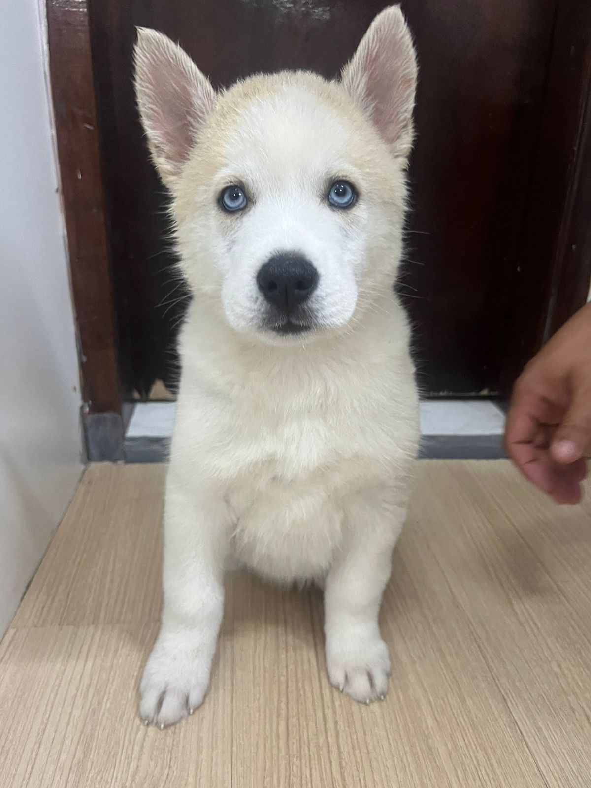 Portal Vendocão Husky Siberiano filhote Curitiba 