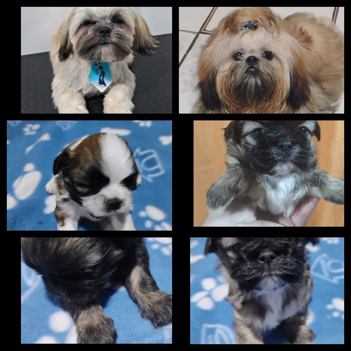 Vendo lindos filhotes de shih tzu - Foto 1