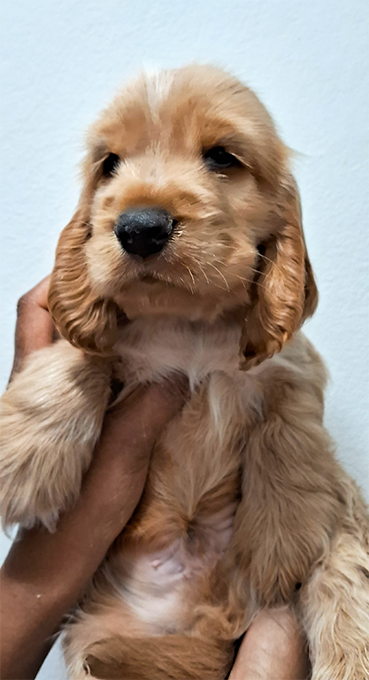 Filhotes De Cocker Spaniel Inglês - Foto 1