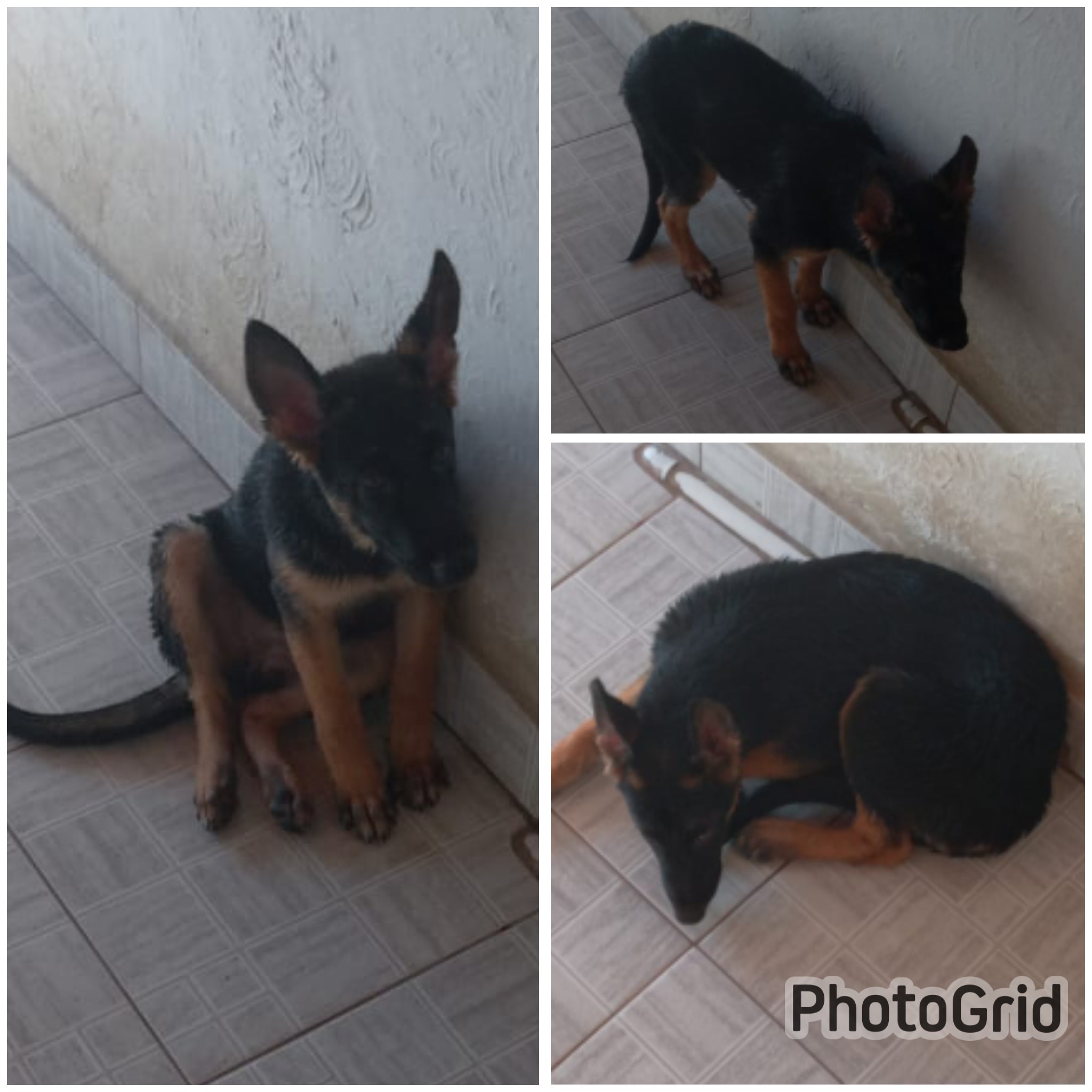 Portal Vendocão Vendo pastor alemão  Vila velha 