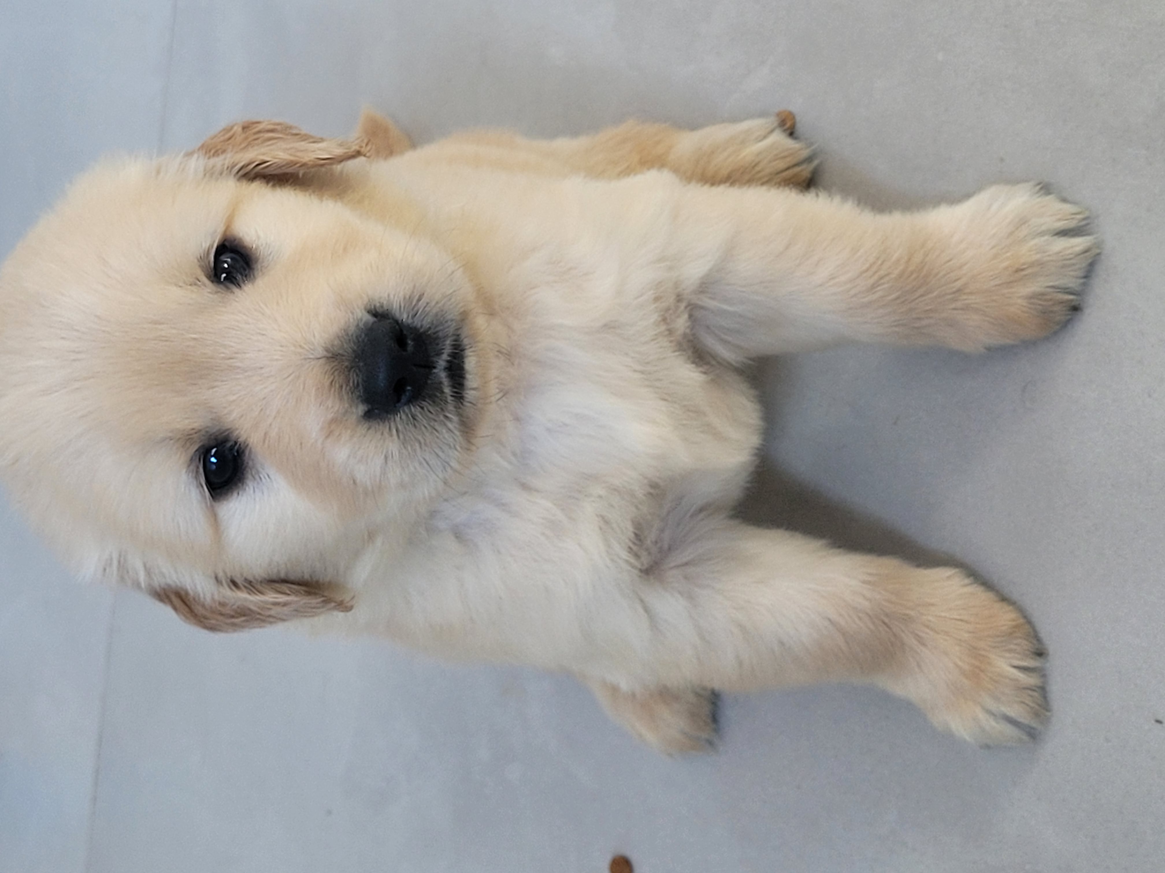 Portal Vendocão Vendo Golden Retriever  Balneario Camboriu