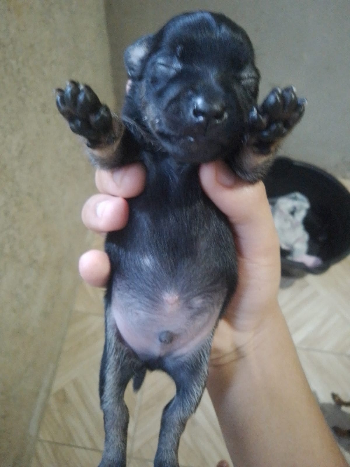 Portal Vendocão Pinscher Número1  Jaboatão dos Guararapes