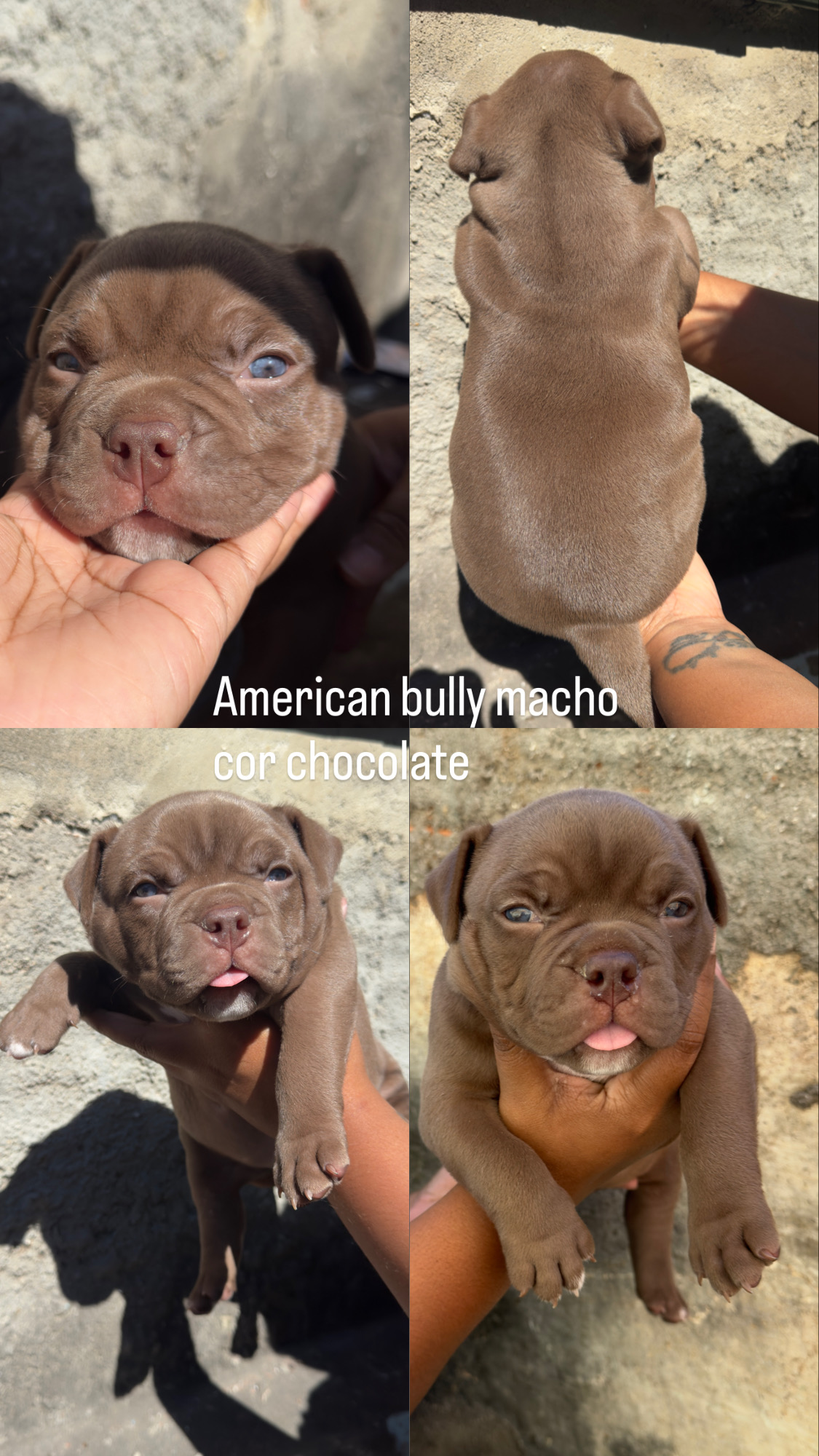 American Bully - Foto 1