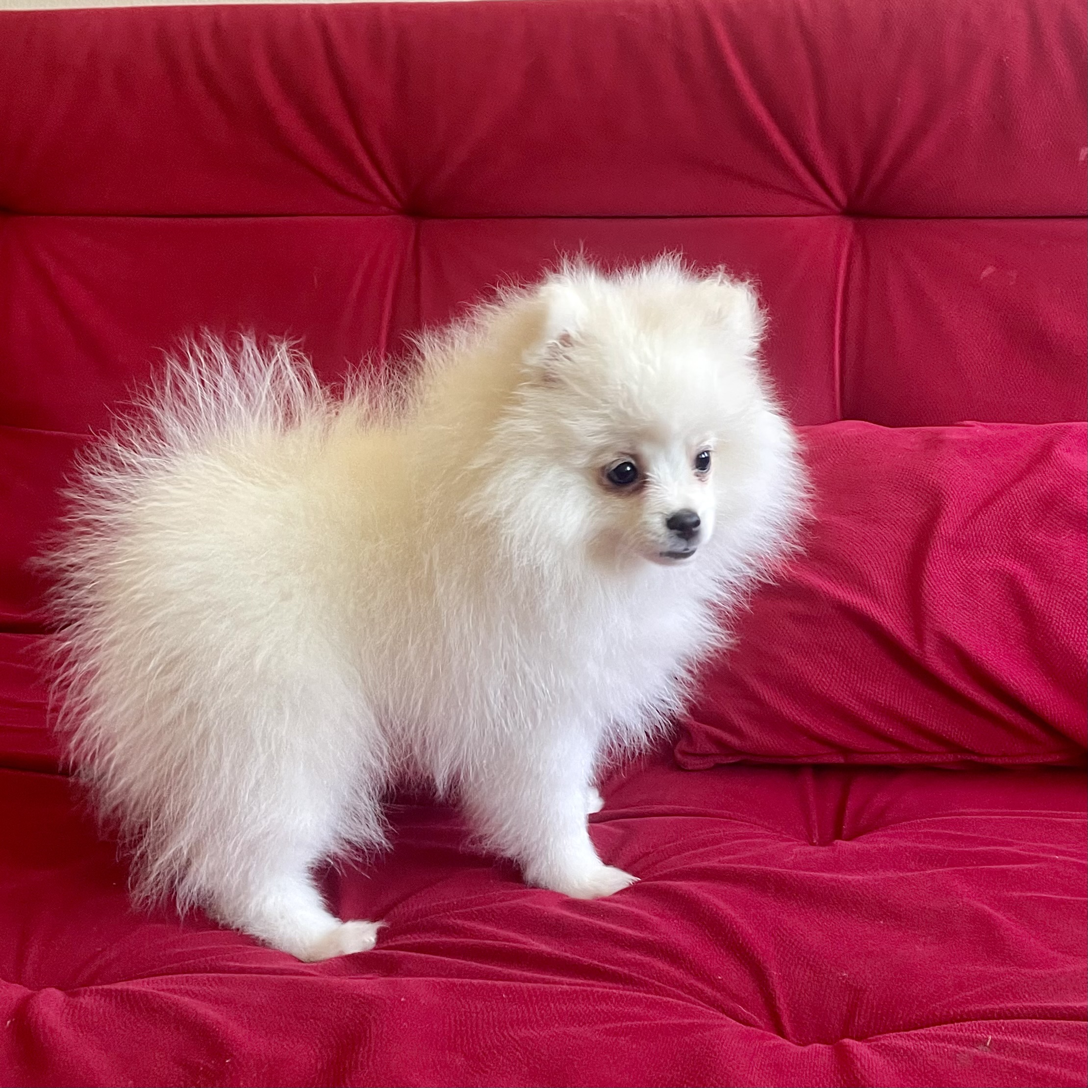 Portal Vendocão Filhote de Spitz Alemão  Brasília 