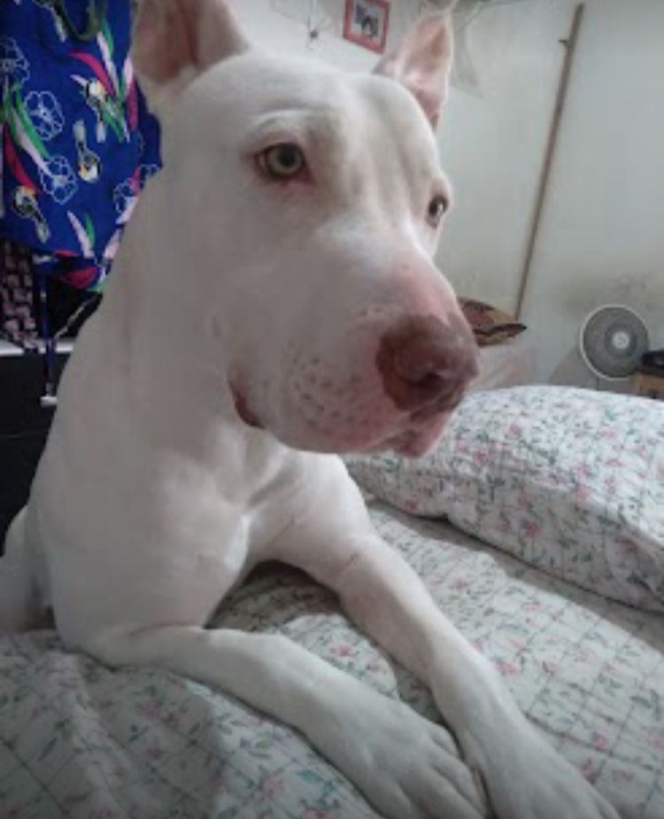 Portal Vendocão Cachorro Pitbull  Osasco