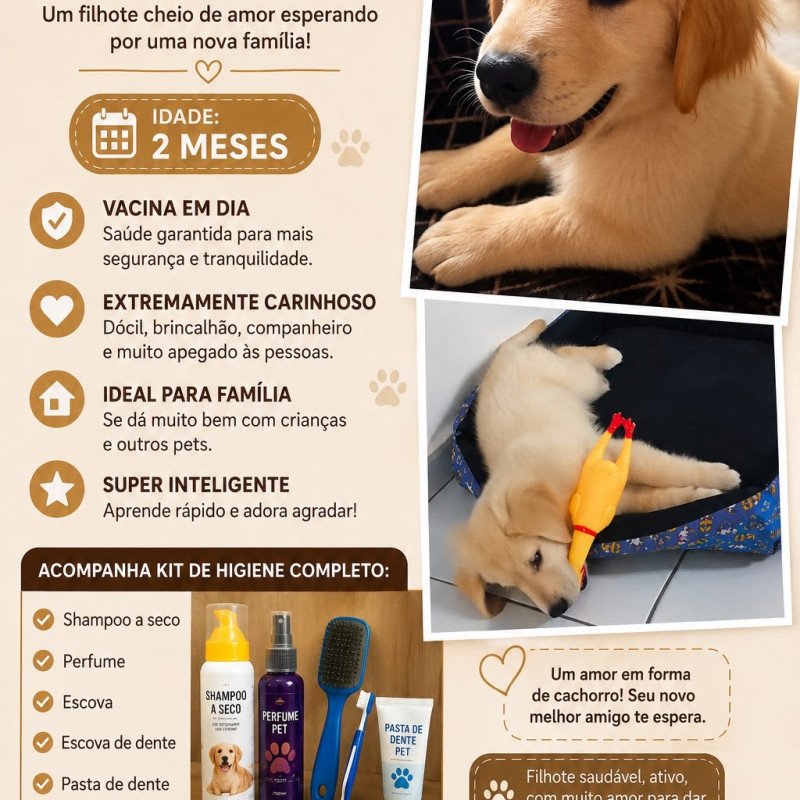 Filhote de golden - Foto 3
