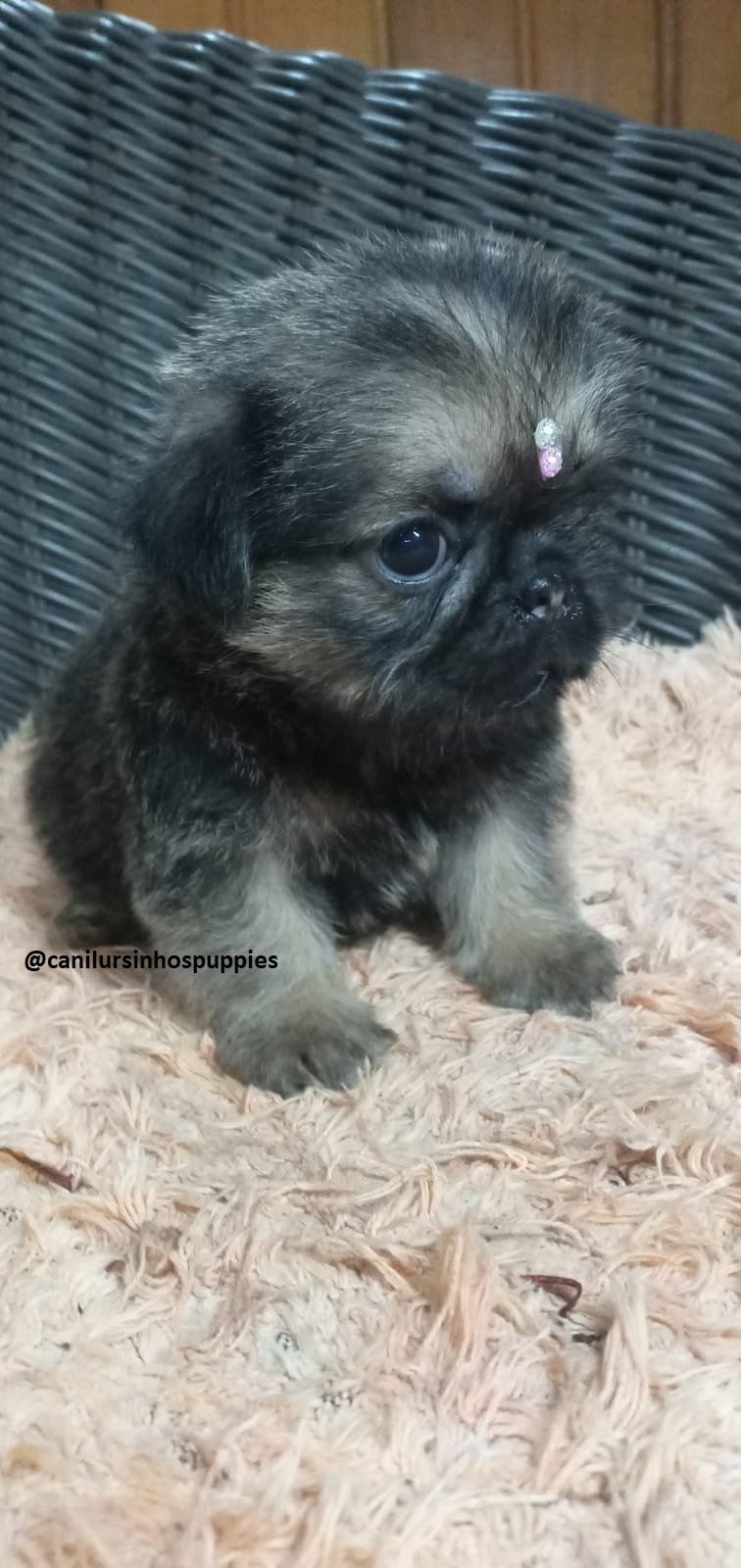 griffon de bruxelas bebes pronta entrega #CANILURSINHOSPUPPIES  - Foto 2