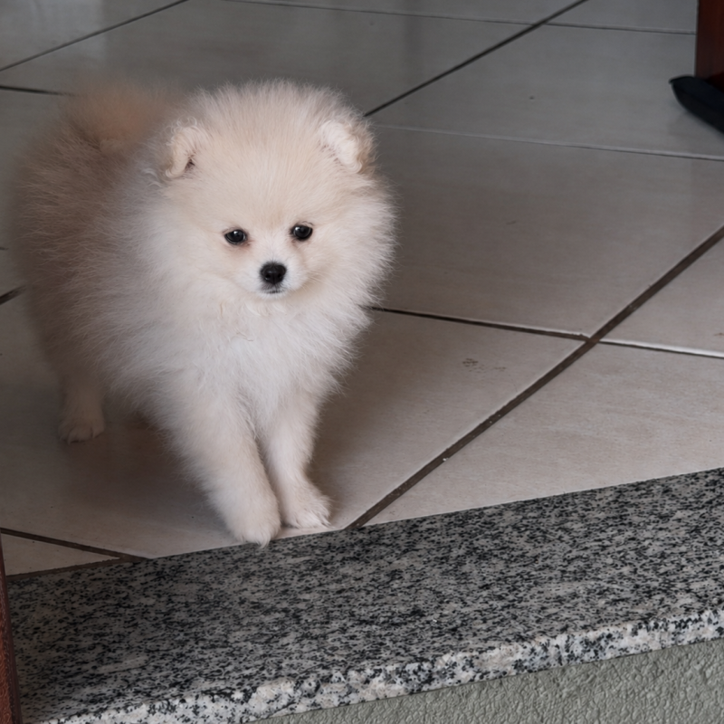 Filhote fêmea de spitz alemao 70 dias - Foto 2