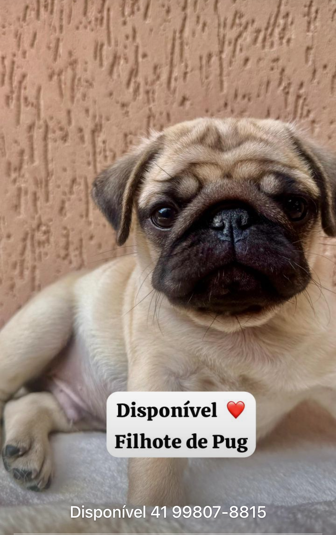Portal Vendocão Pug filhote macho Pinhais 