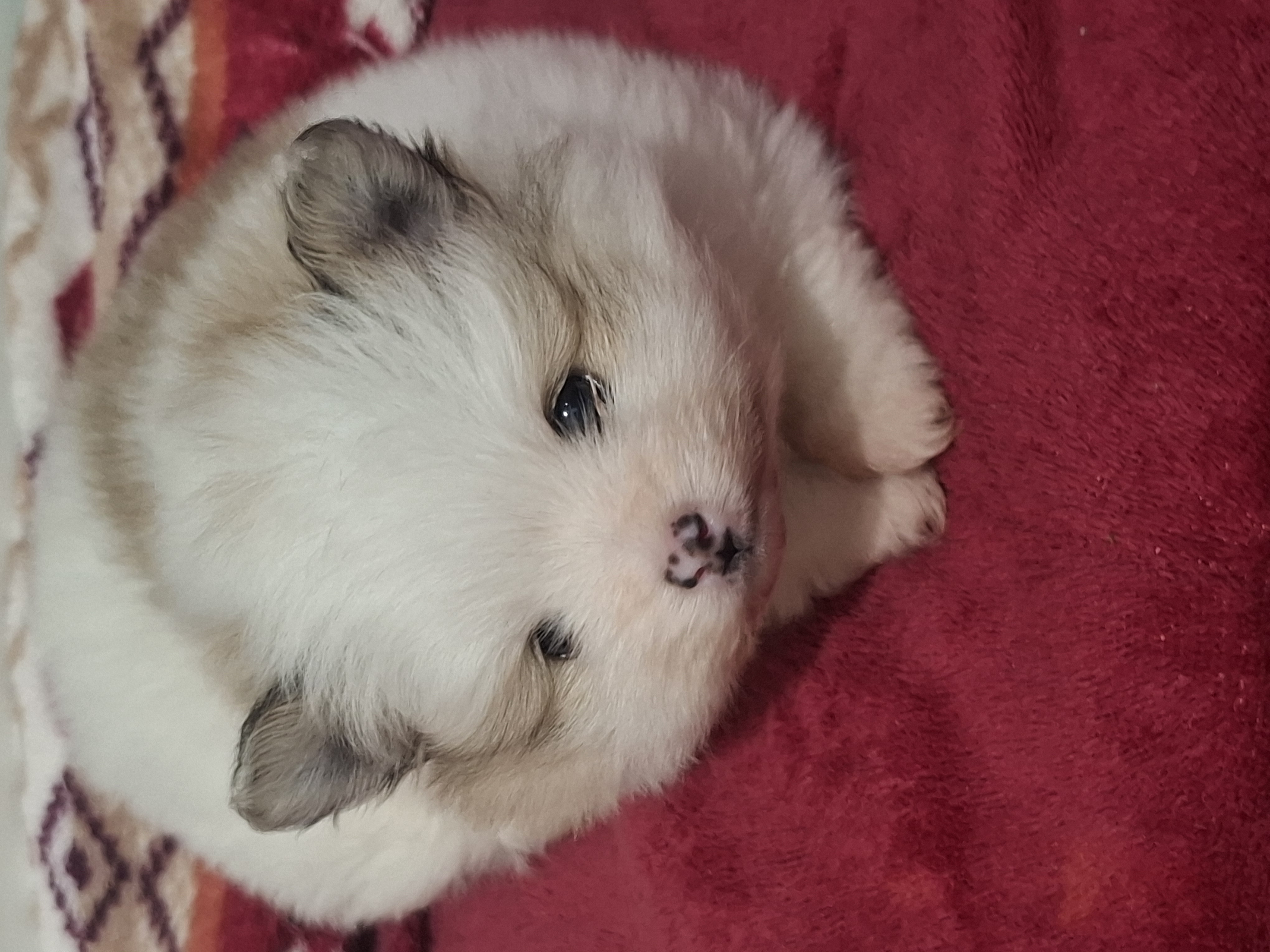 Portal Vendocão Spin Alemão anão  Pouso alegre 