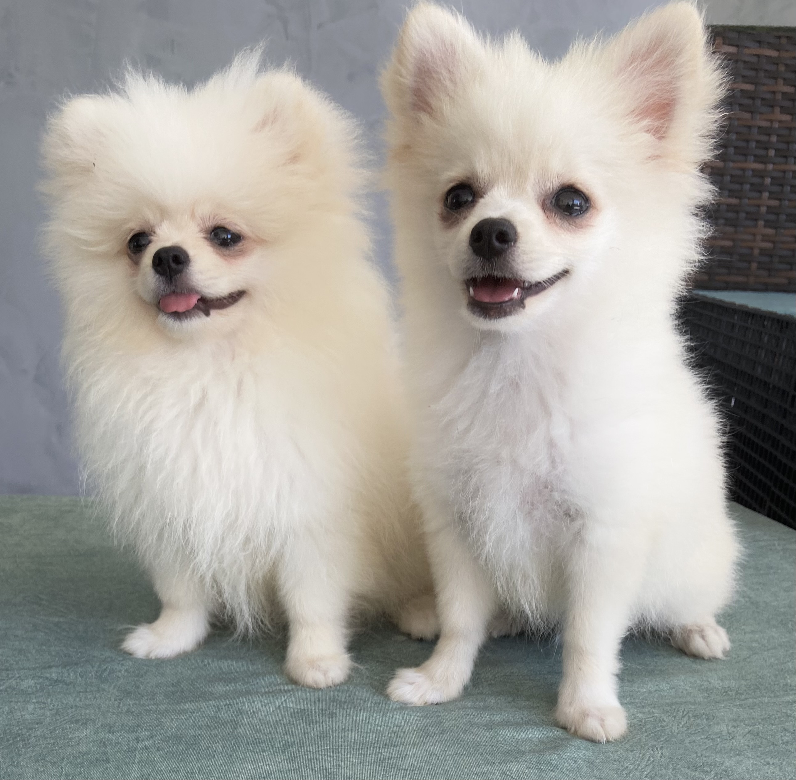 Portal Vendocão FILHOTES LULU DA POMERÂNIA LAURO DE FREITAS