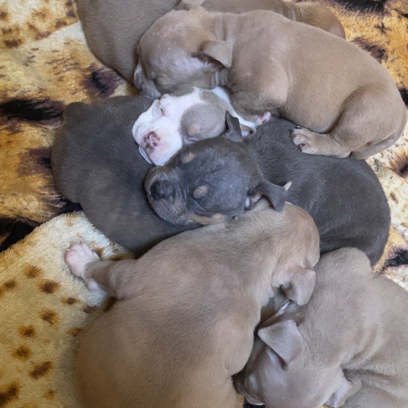 Lindos filhotes de American Bully - Foto 3