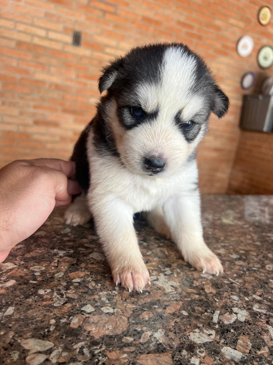 Vende-se haskey siberiano - Foto 3