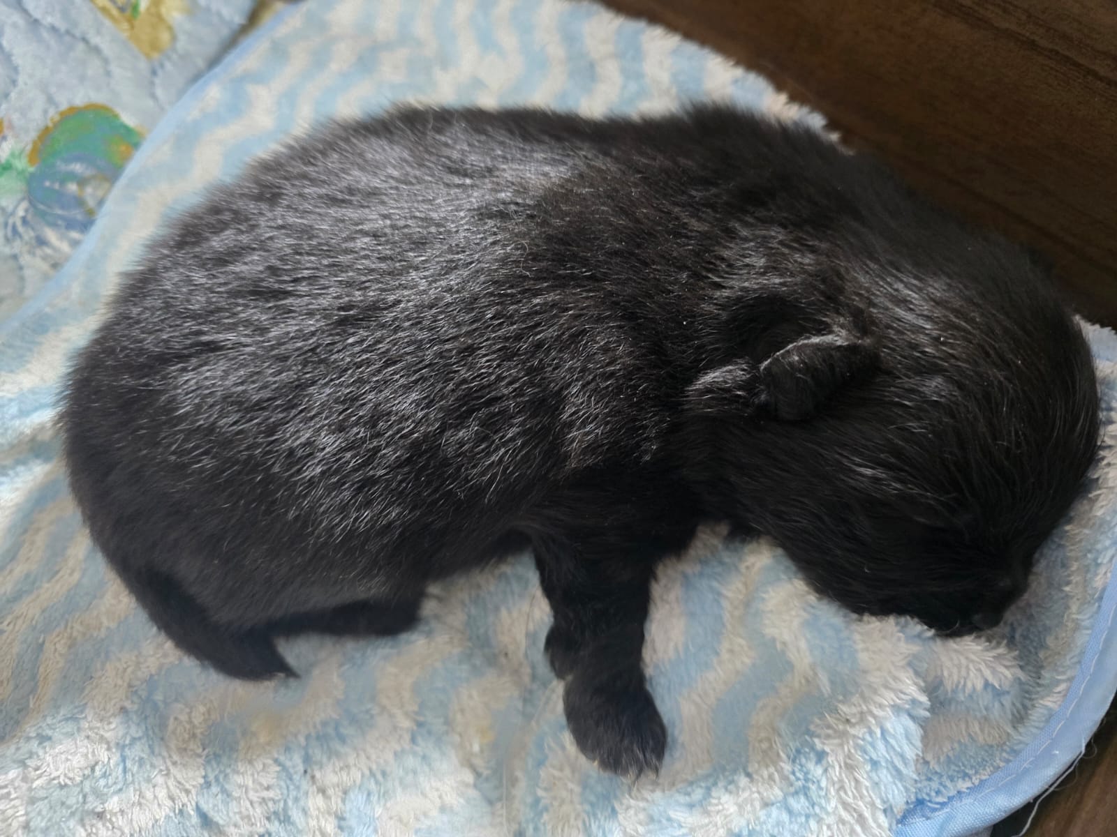 Portal Vendocão Vende-se lindo filhote de sptiz alemão  Botucatu