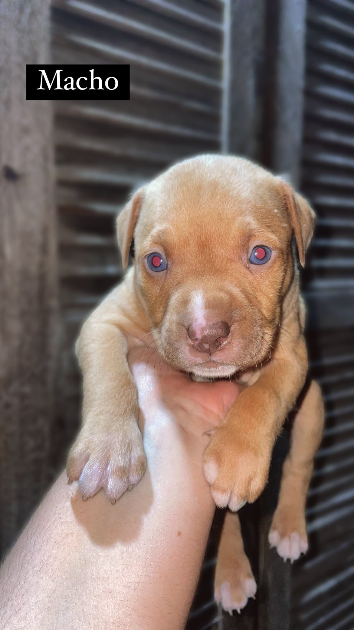American pitbull terrier  - Foto 4