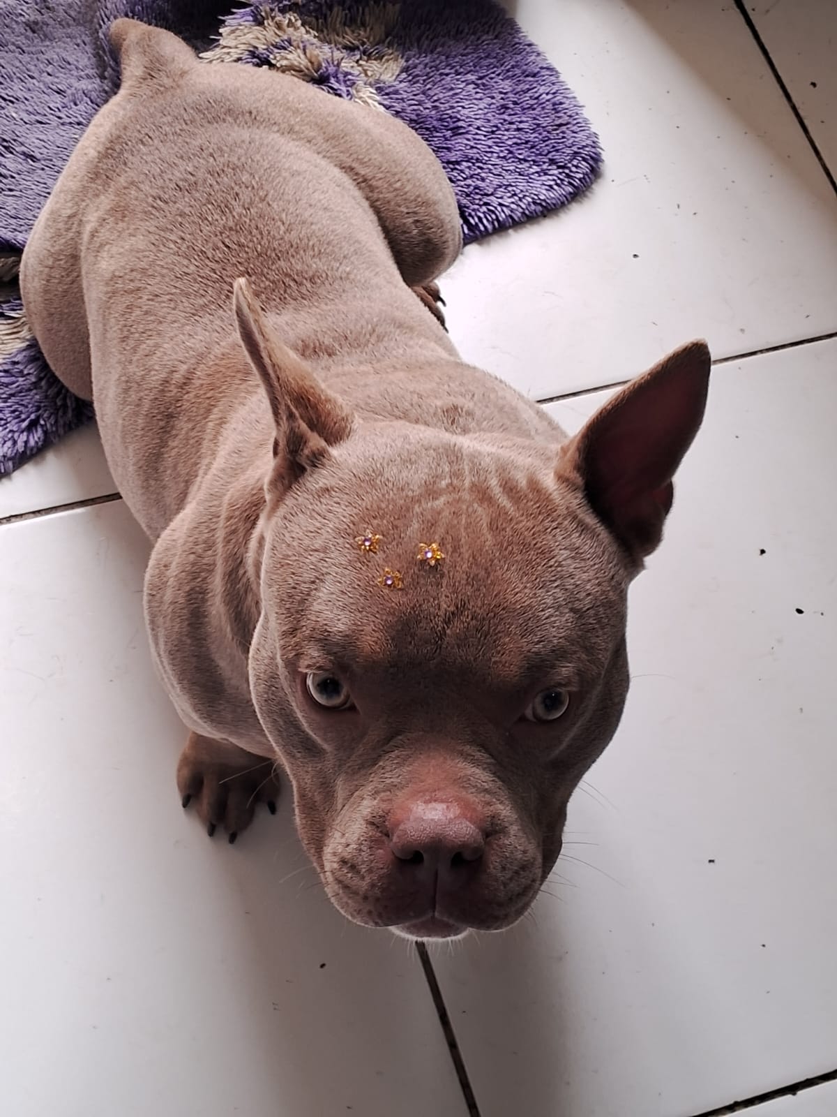 Portal Vendocão AMERICAN BULLY EXOTIC - FILHOTES  Florianópolis 