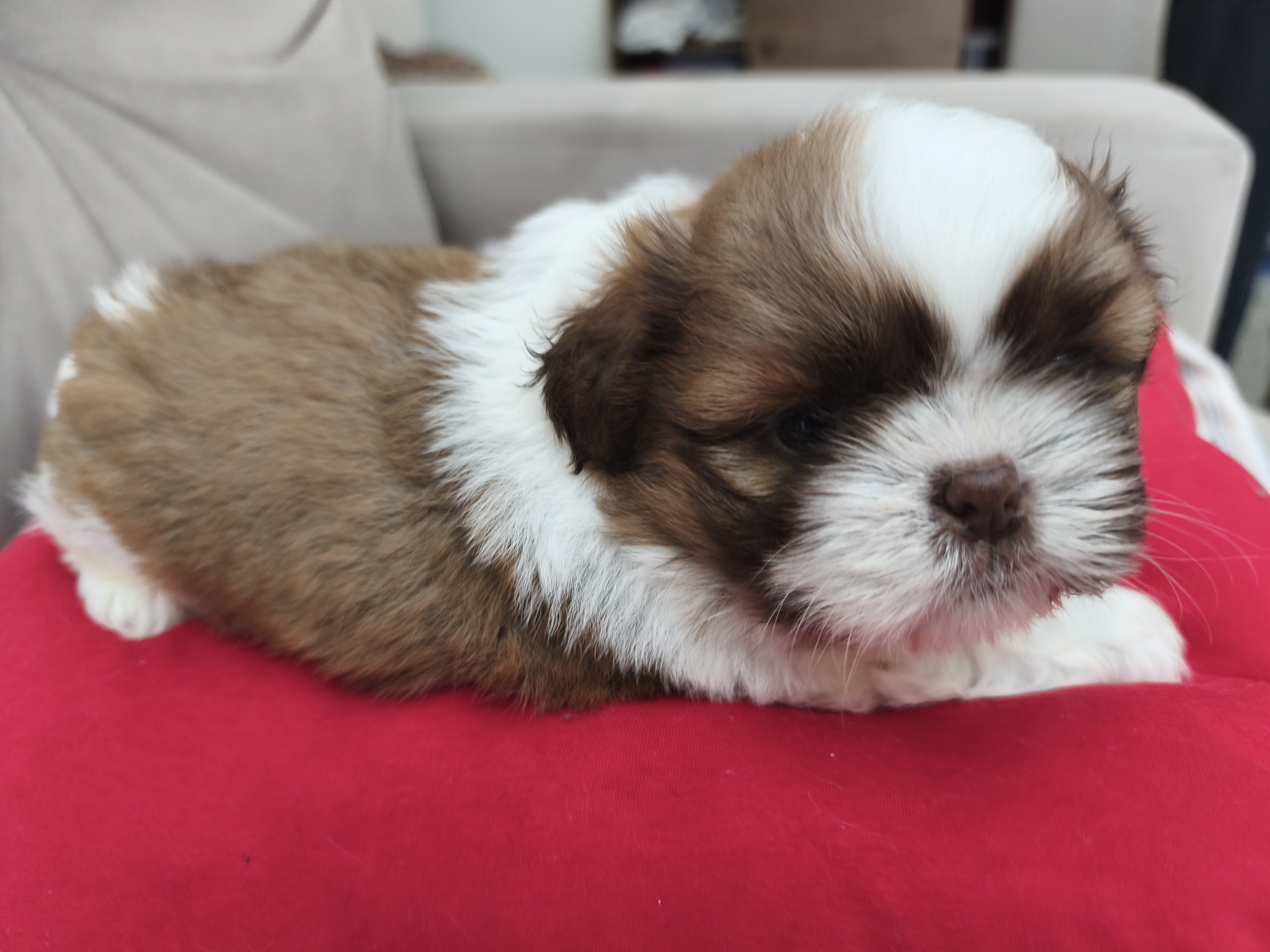 Shihtzus machinhos lindos  - Foto 1