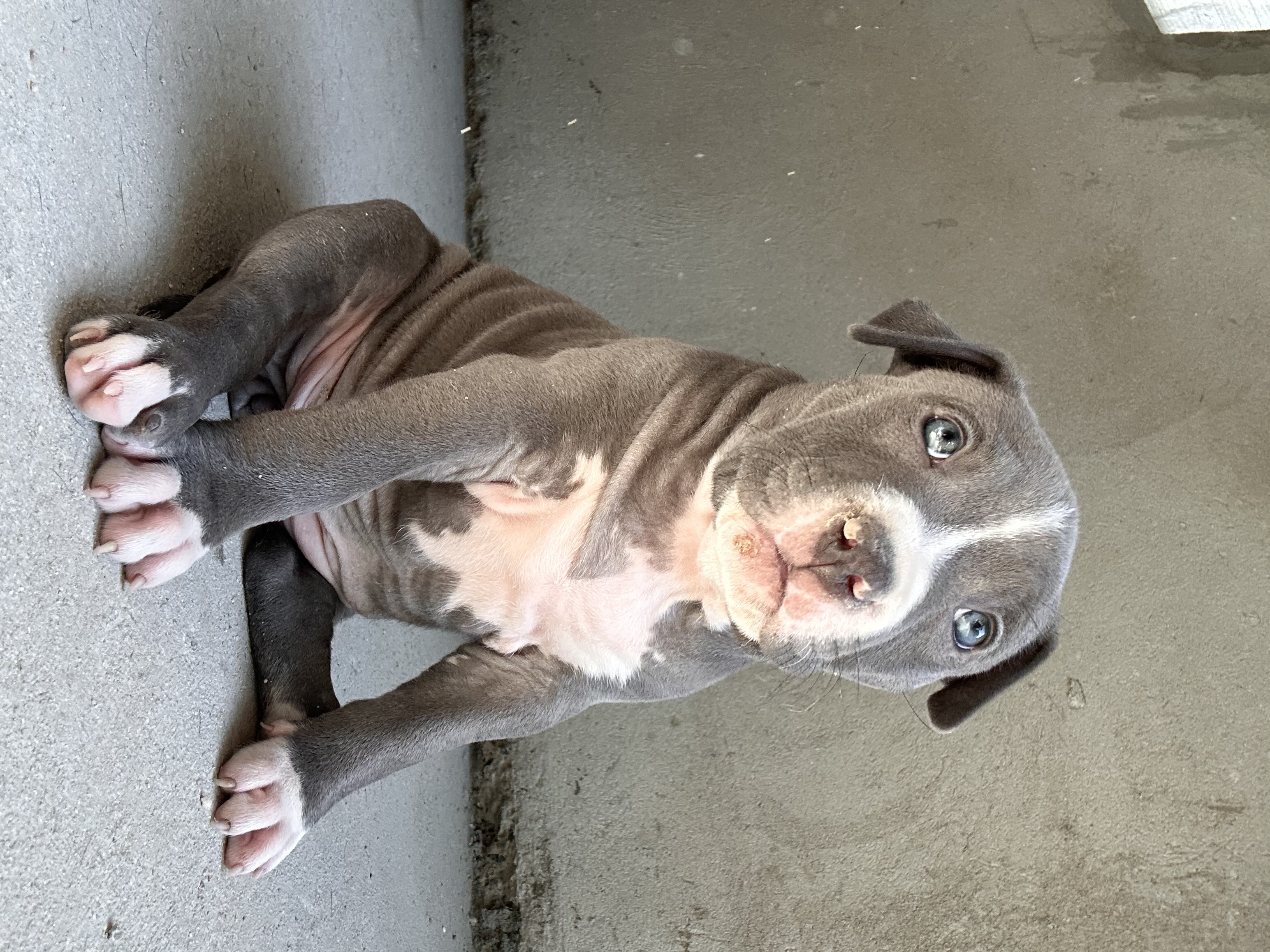 Portal Vendocão Filhotes de Amstaff  Curitiba