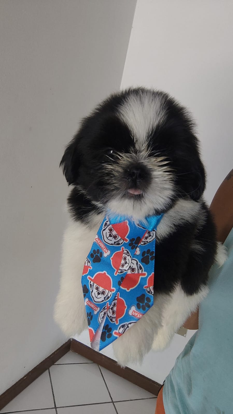 Portal Vendocão Vendo shih tzu puro vacinado  Lauro de Freitas