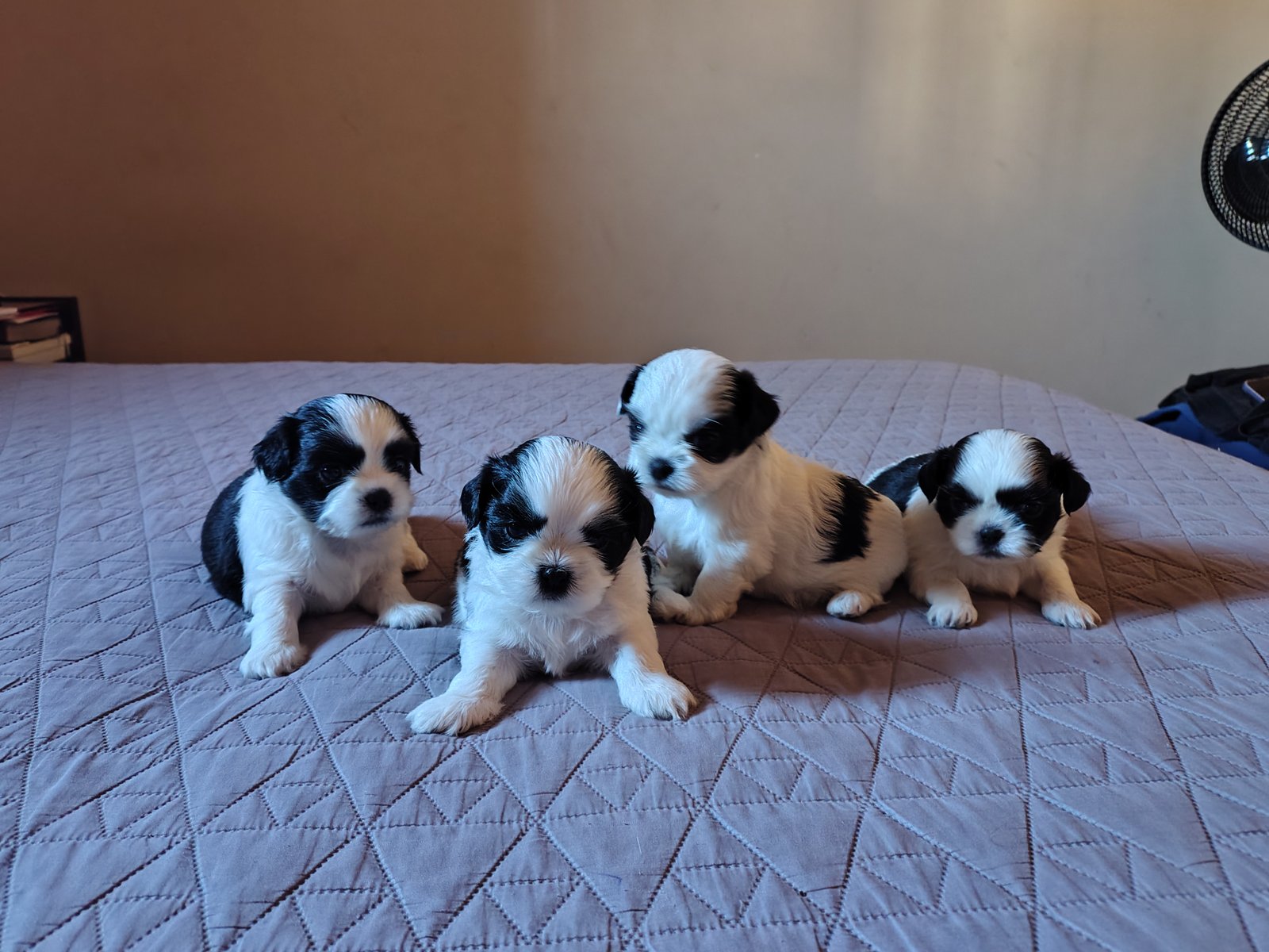 Vendo Filhotes de Shitzu  - Foto 1