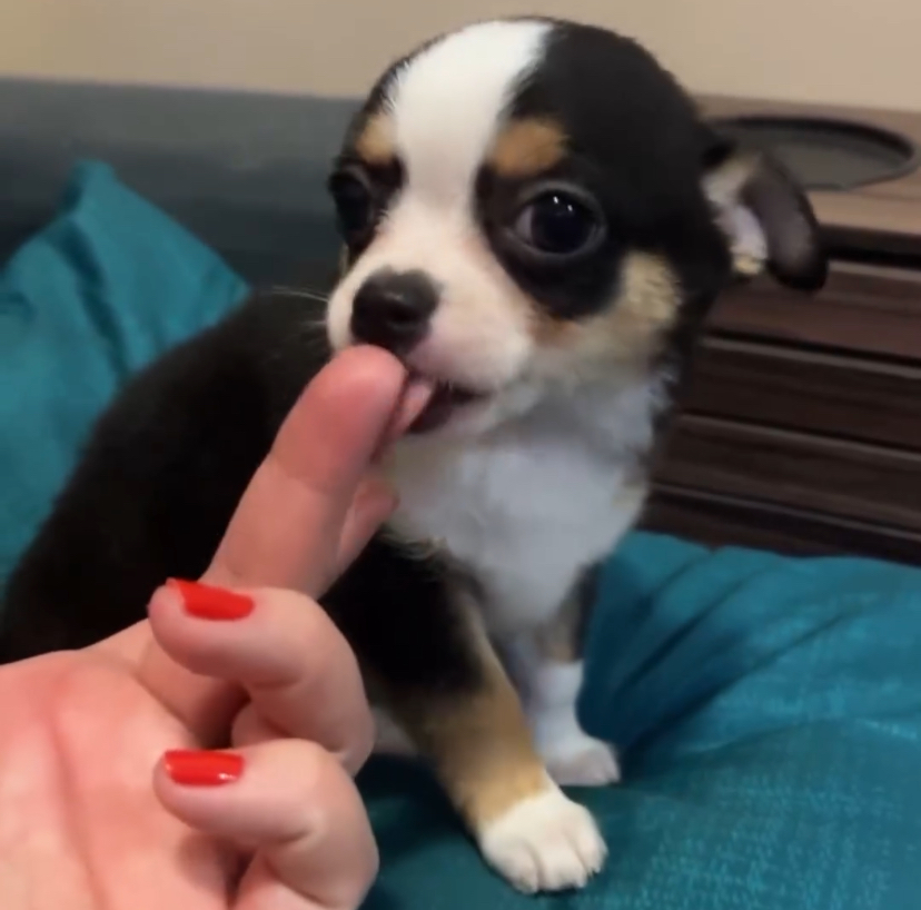 Portal Vendocão Chihuahua Macho - pelagem curta  Volta Redonda 