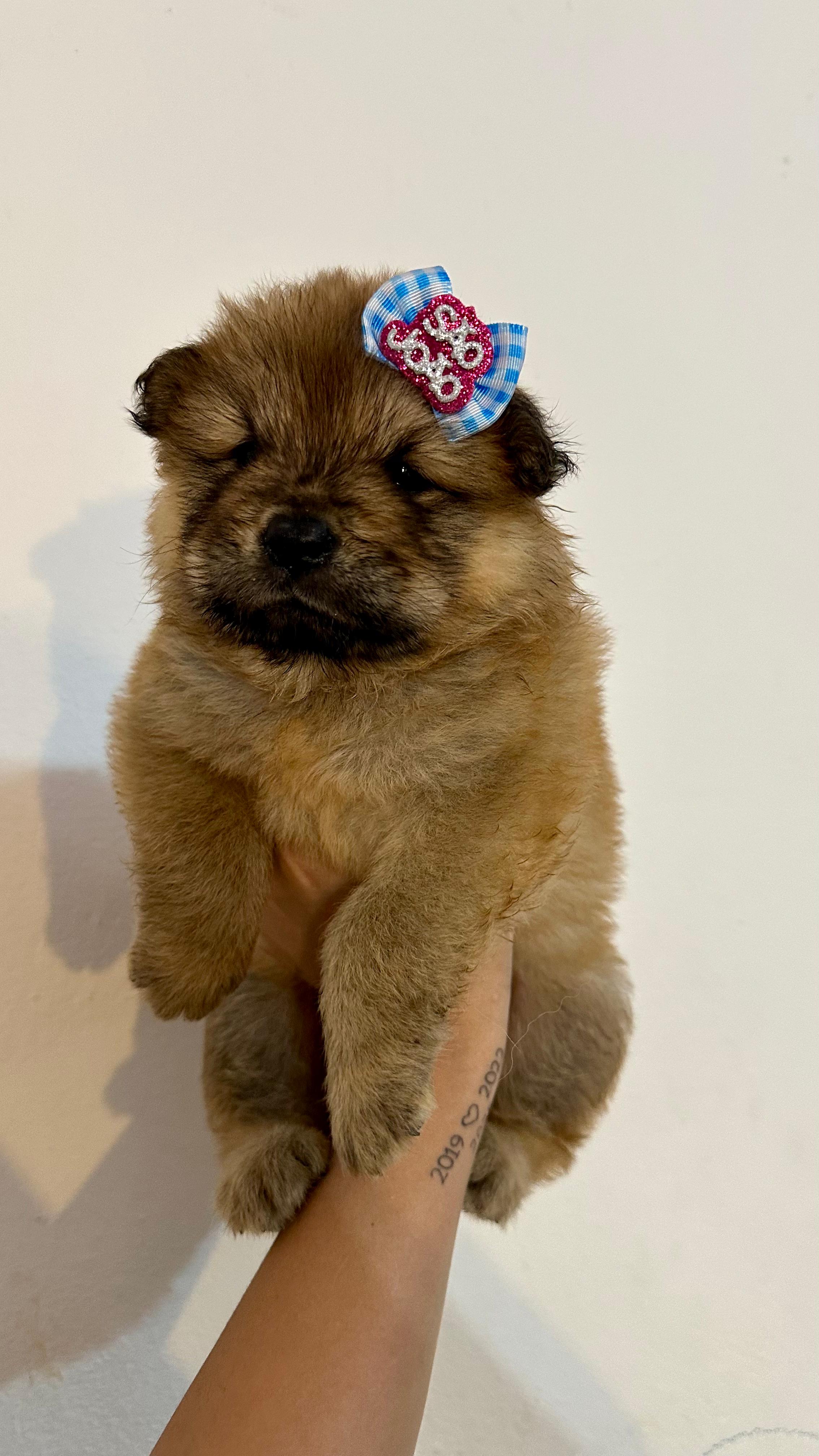 Portal Vendocão Chow chow Sao luis 