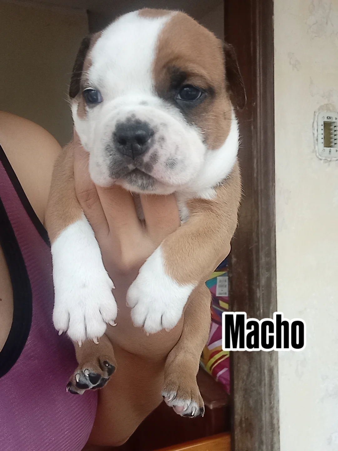 Portal Vendocão Filhotinhos de American Bully  Petrópolis