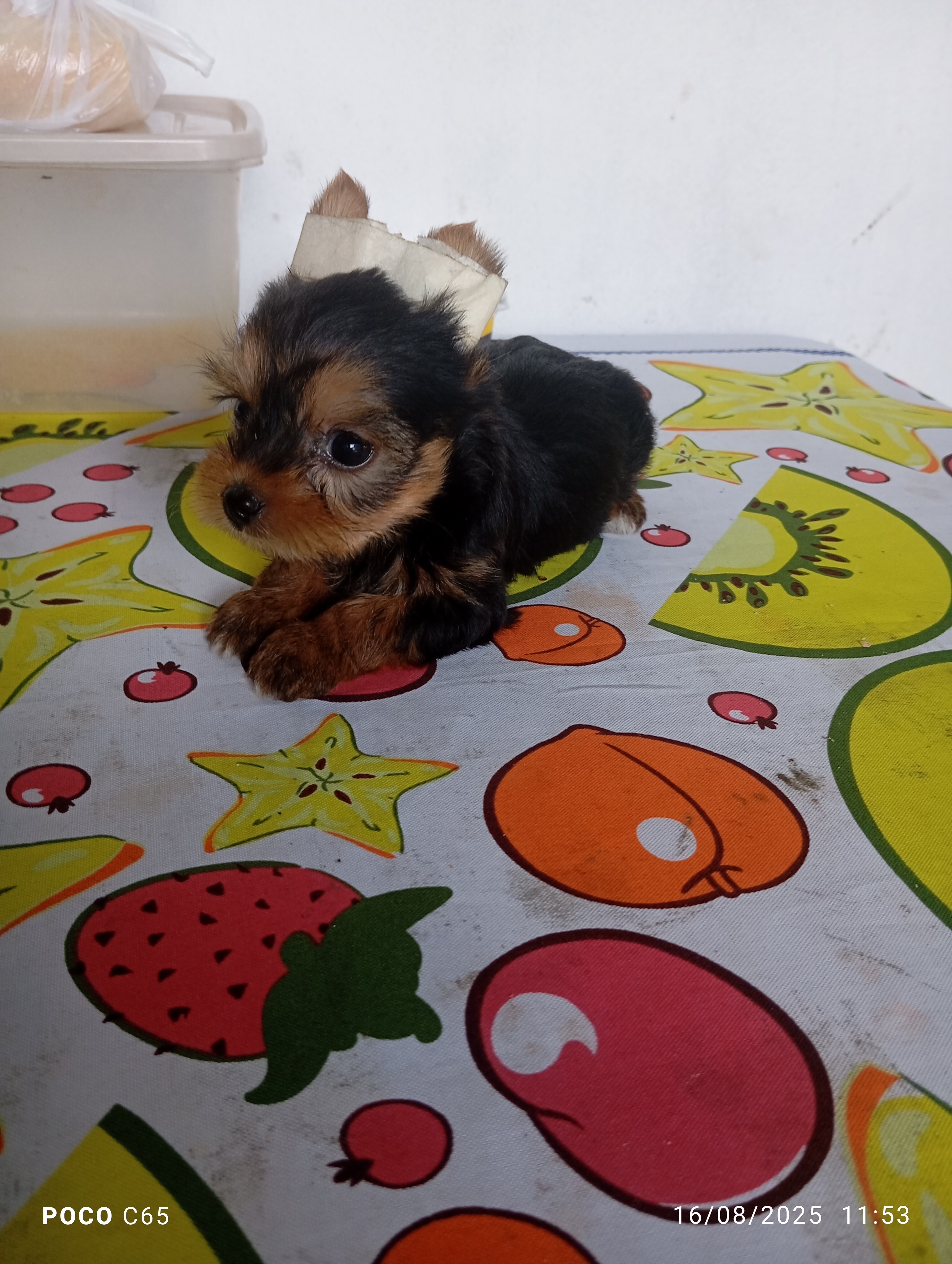 Portal Vendocão vendo um lindo filhote  Benevides