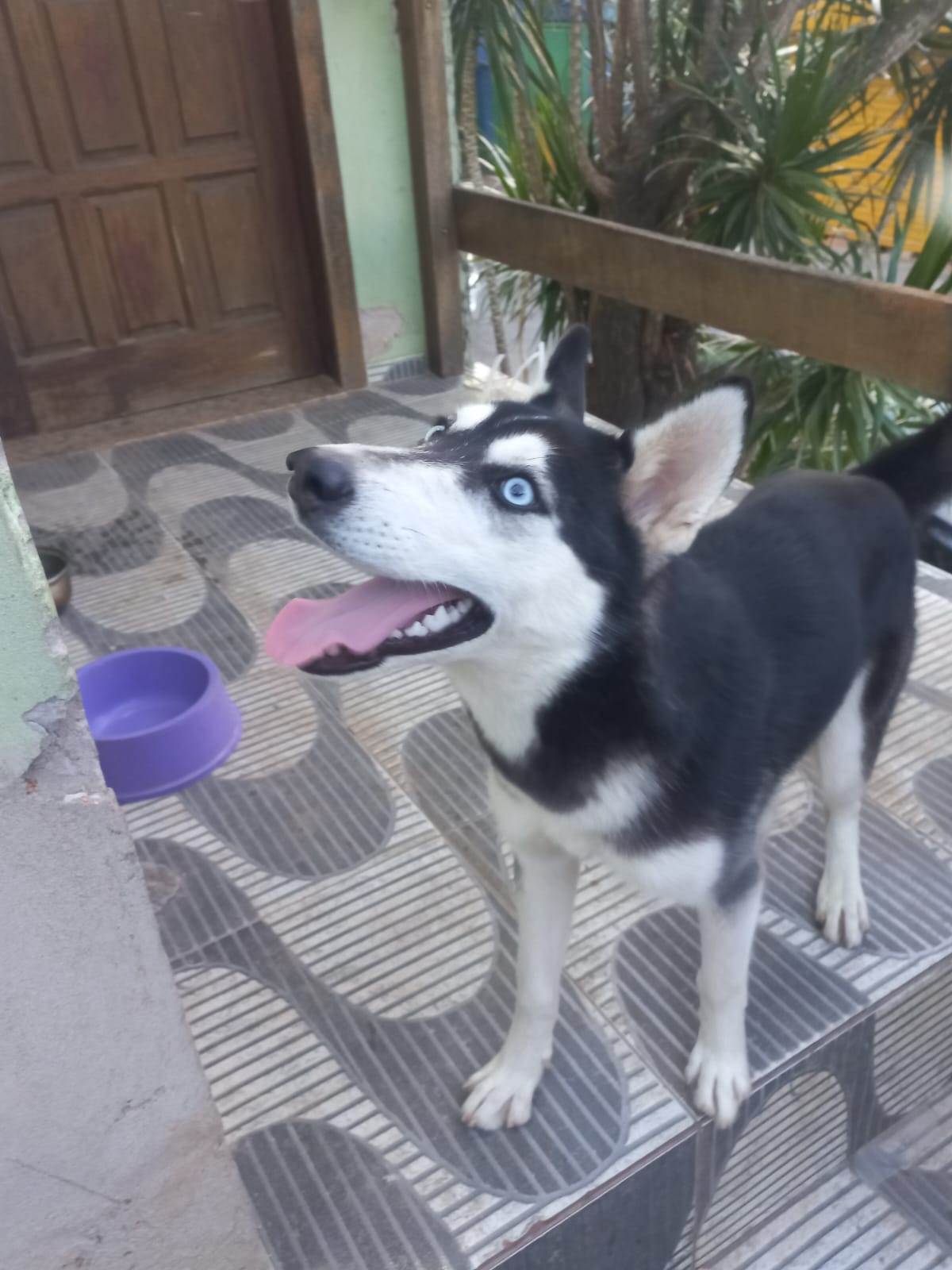 Portal Vendocão Husky Siberiano  Porto Alegre 
