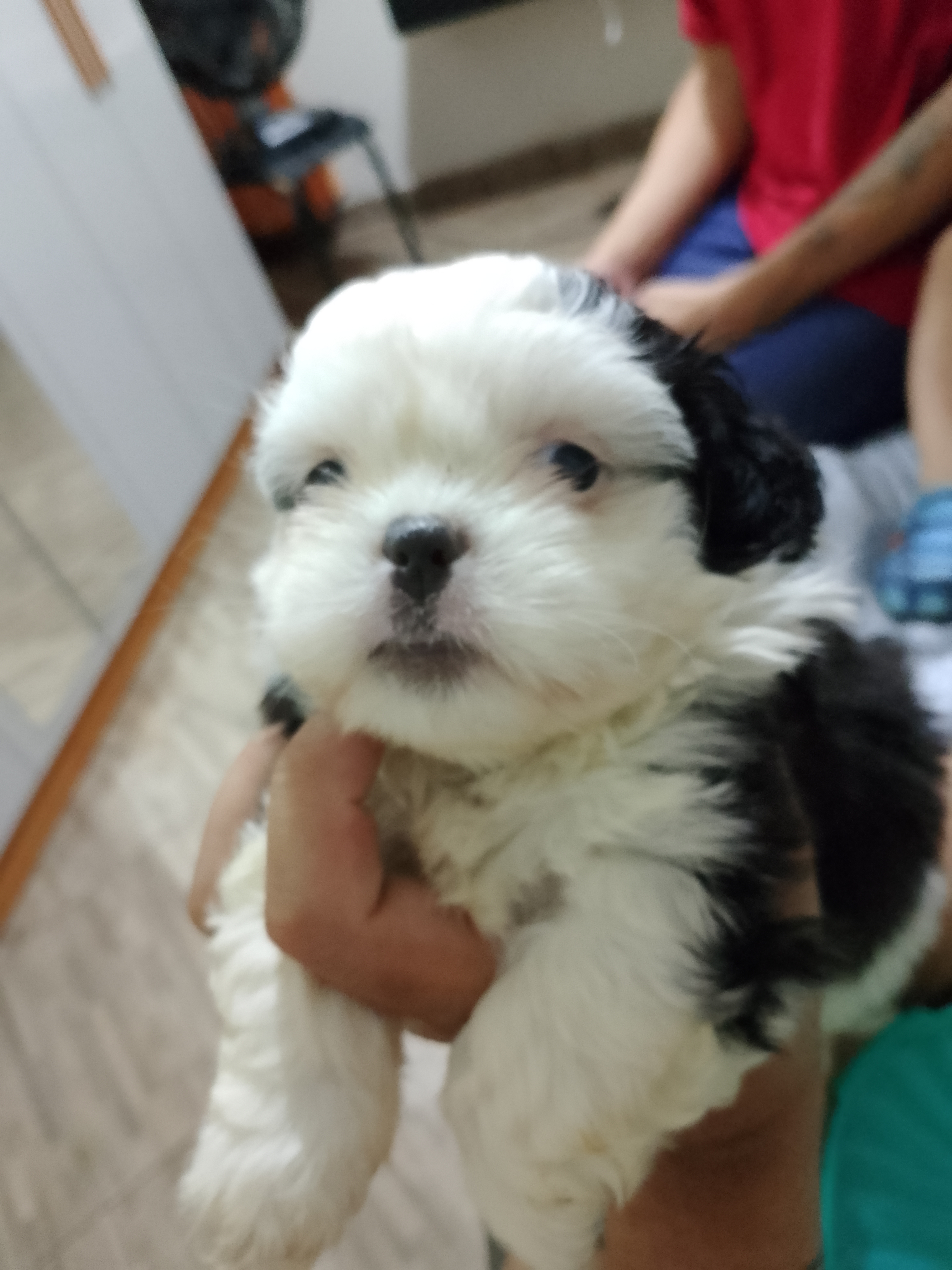 Portal Vendocão Vendo Lhasa Apso Cajamar