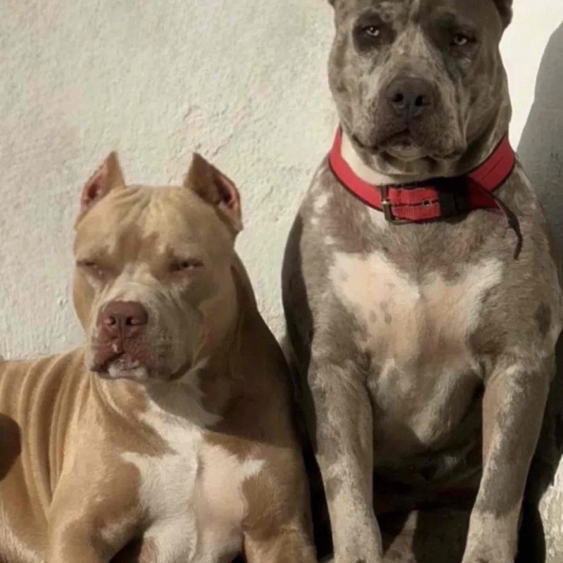 Pitbull - Foto 1
